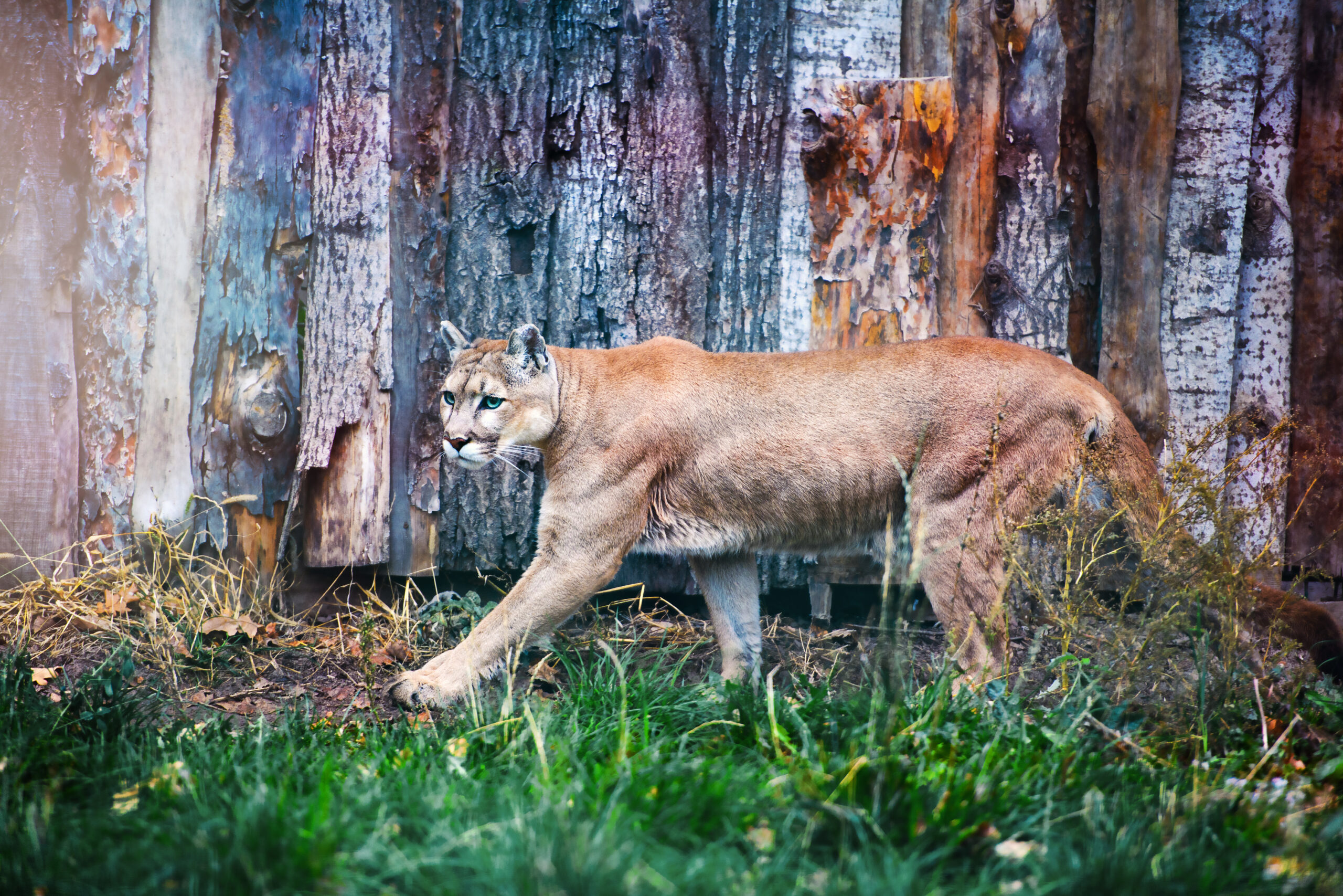 Impacts of Hunting Pressure on Mountain Lions