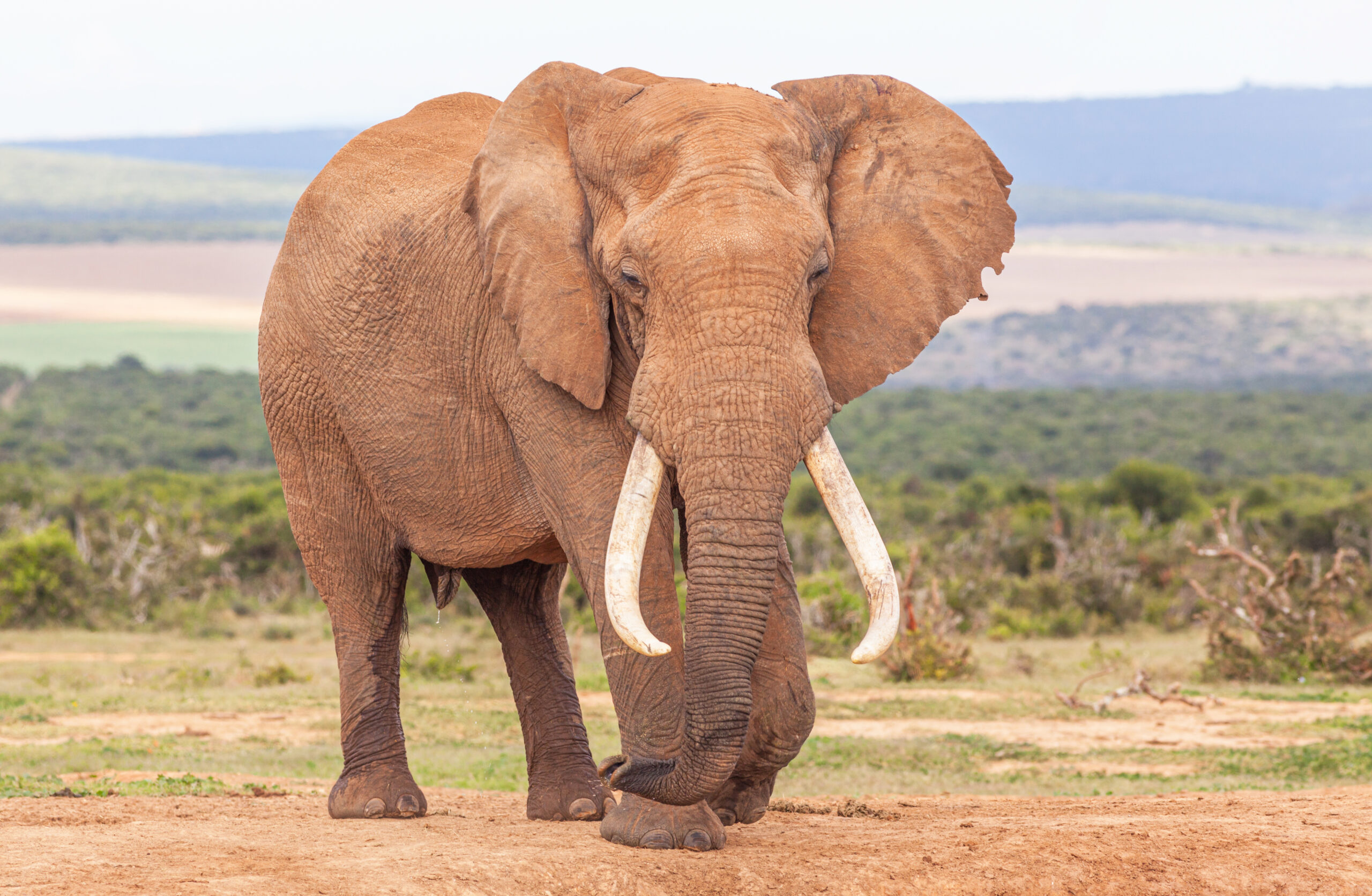 Why Older Bulls Matter in Elephant Conservation
