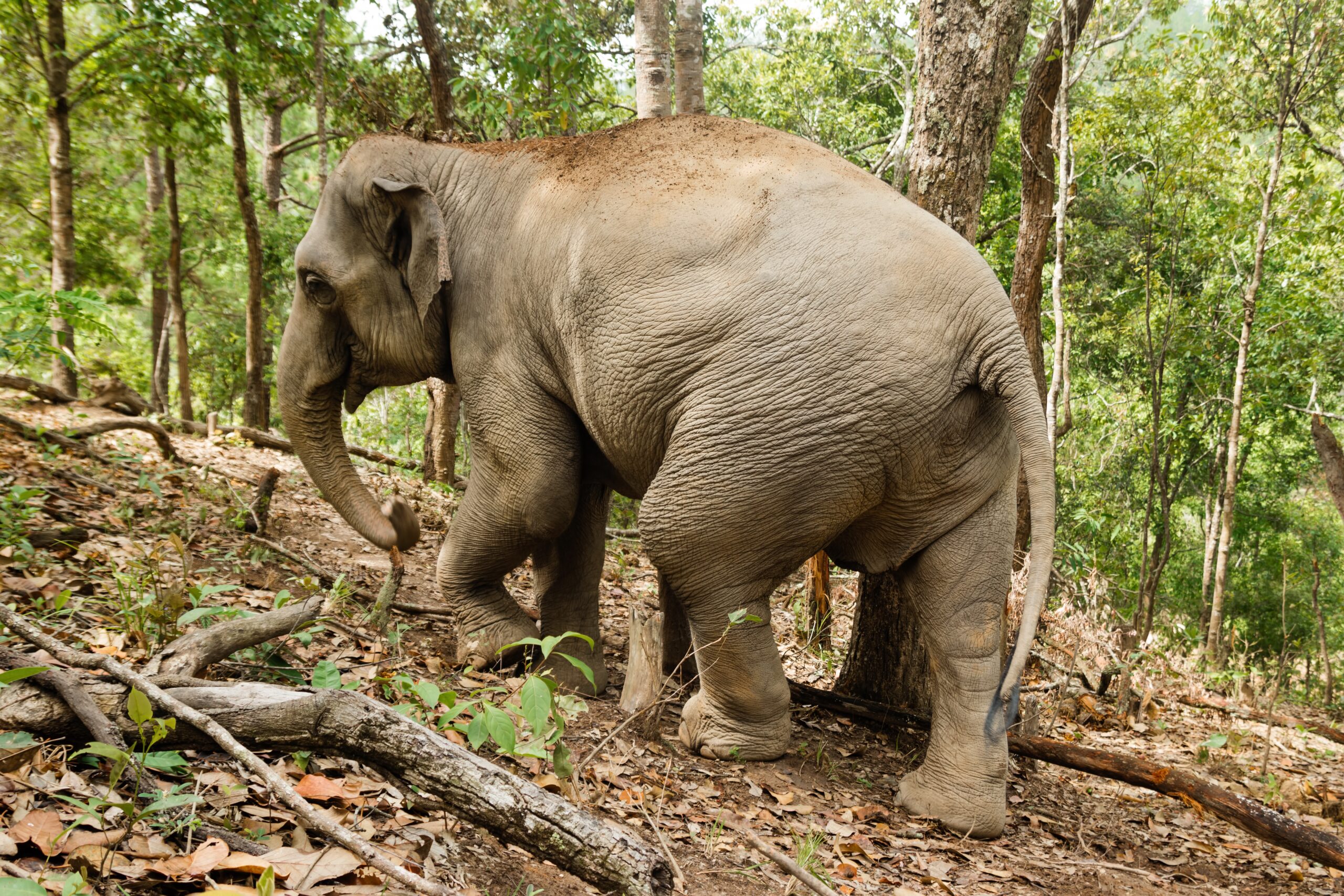 How DNA Tracking is Safeguarding Africa’s Forest Elephants