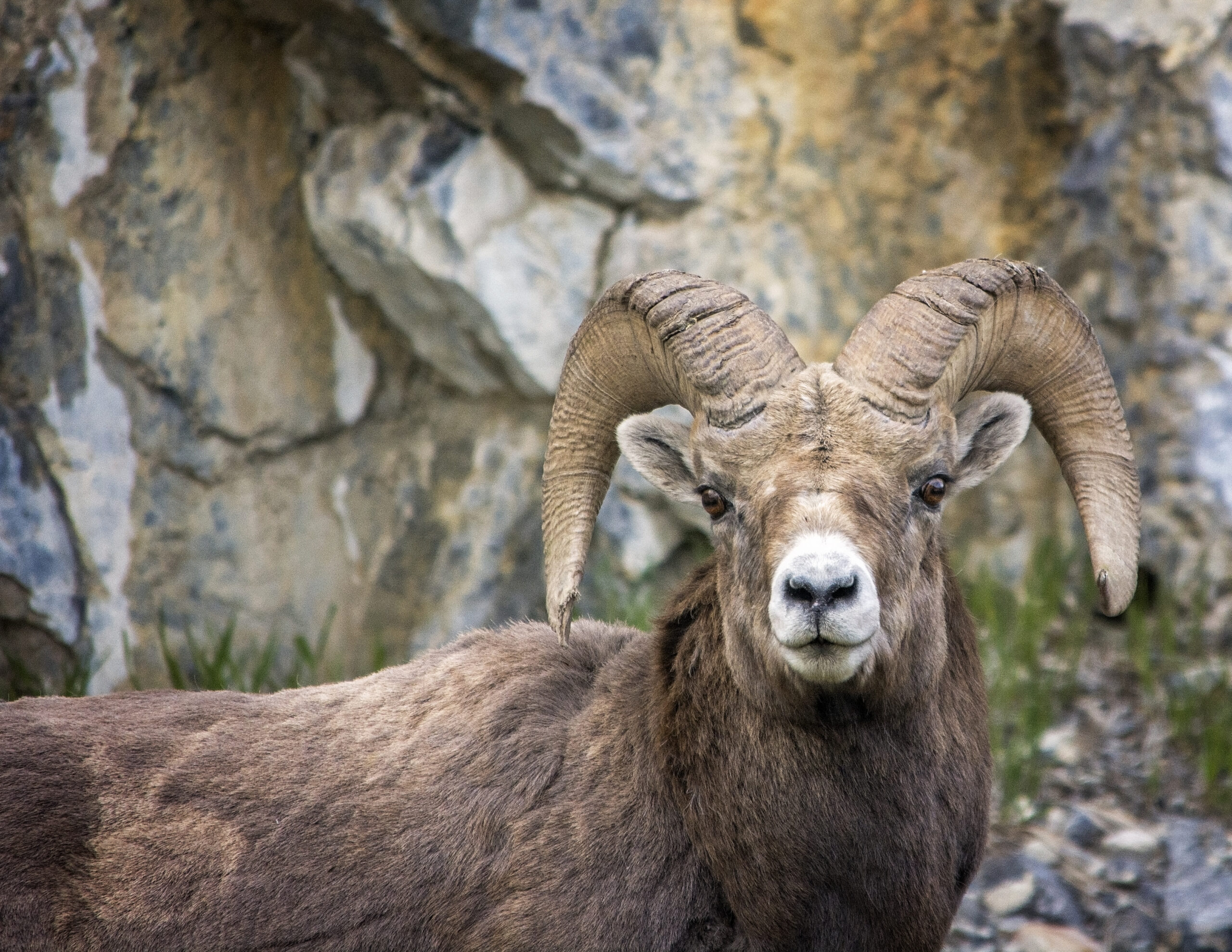 Selective Trophy Hunting Causes Genetic Erosion in Big Game Species