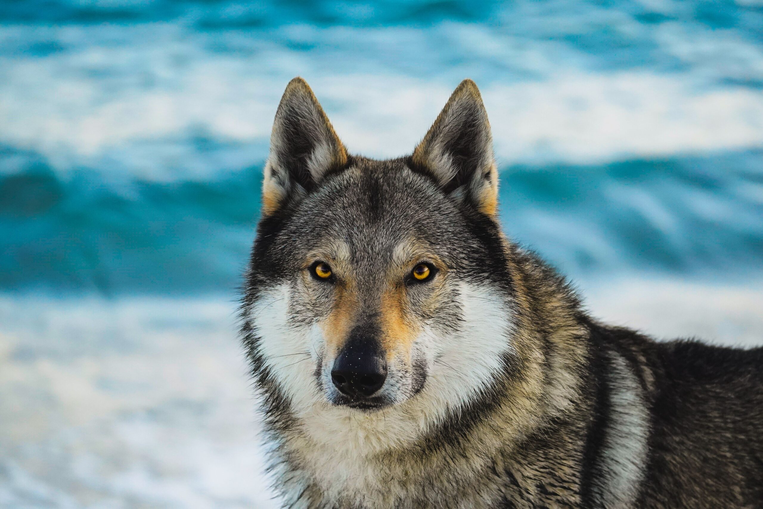 Predators, Prey and Plants: How Wolves Restore Ecosystem Balance