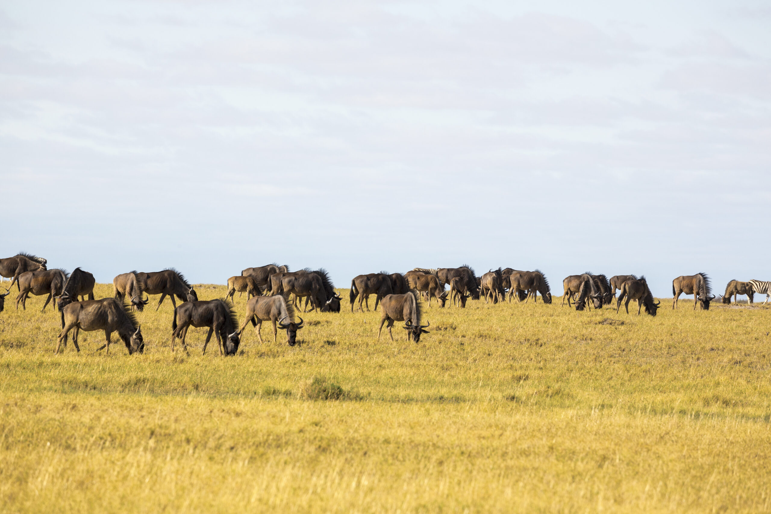 Regulations and Alternatives to Trophy Hunting