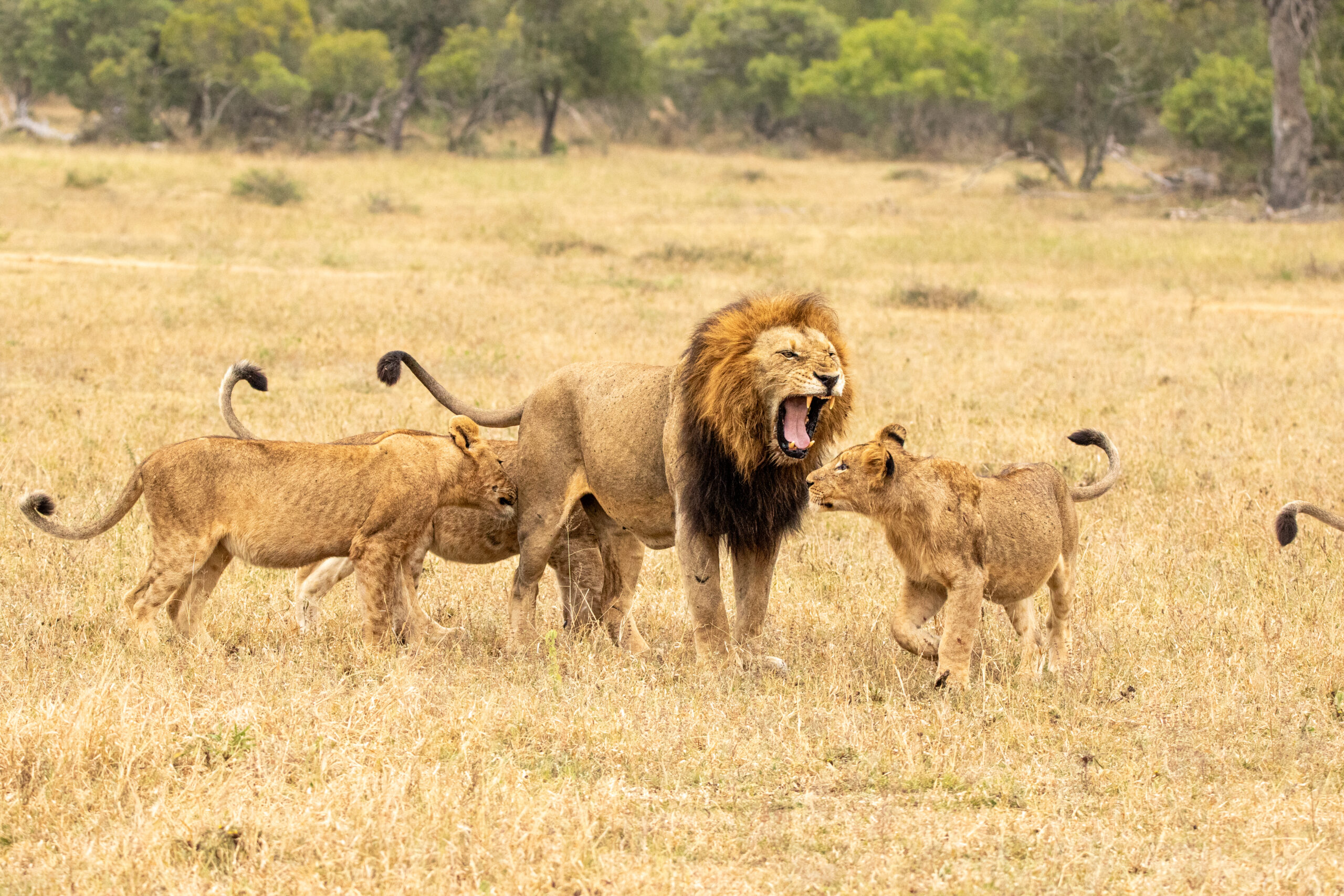 Trophy Hunting, Conservation and U.S. Import Regulations Explained
