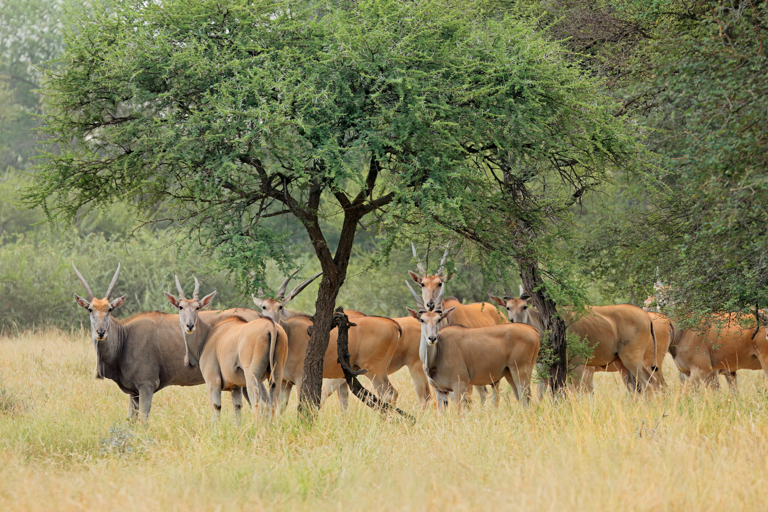Neo-colonialism and greed: Africans’ views on trophy hunting in social media