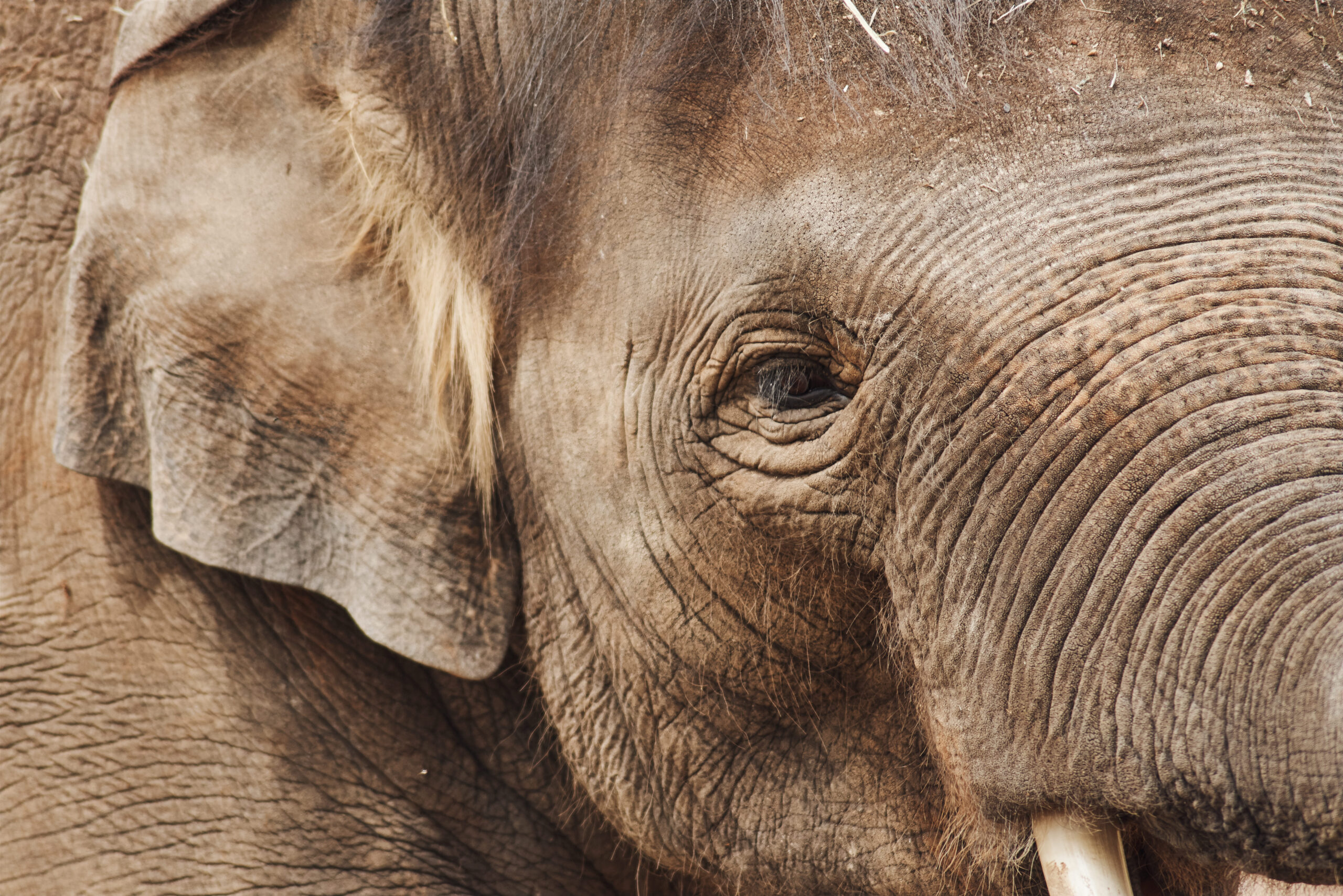 Older Male Elephants Drive Reproduction