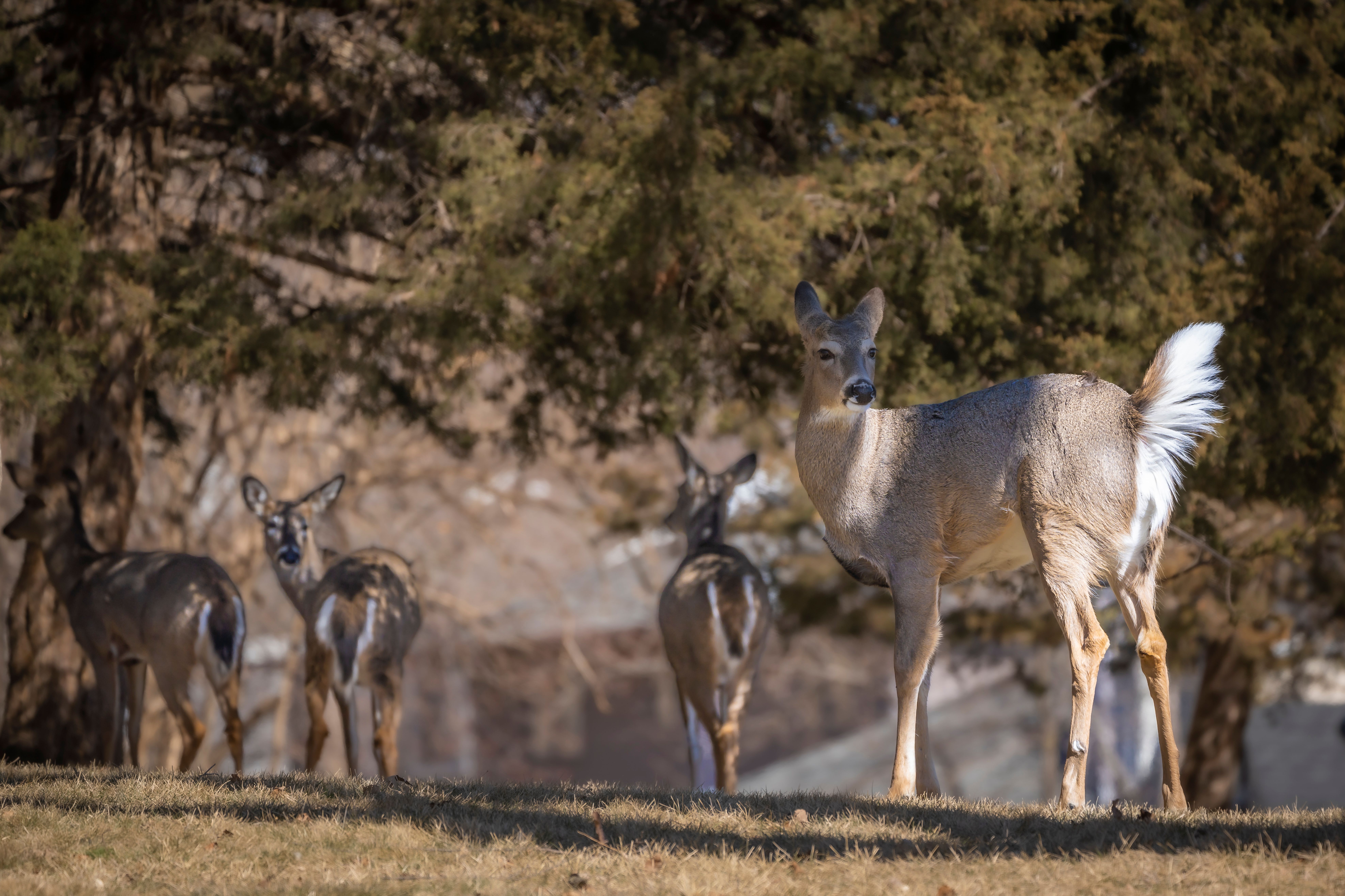 Red Oak Seedlings Reveal the Hidden Cost of Deer Overpopulation in U.S. Forests