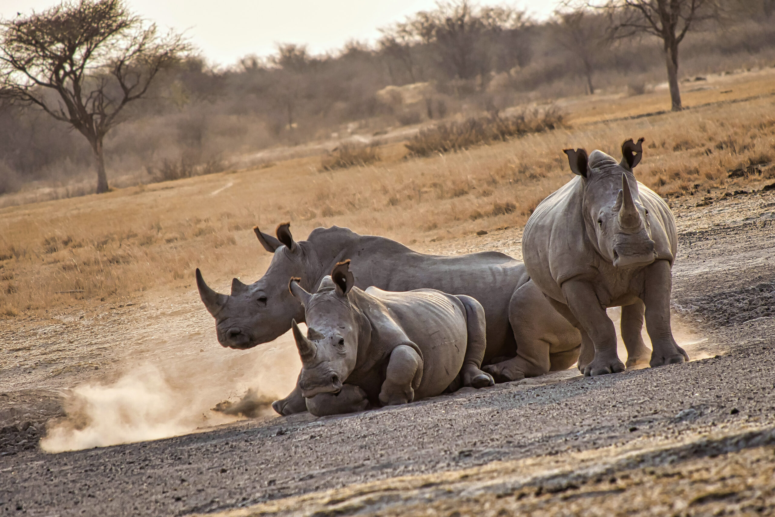 Assessing Trophy Hunting and Alternative Conservation Approaches