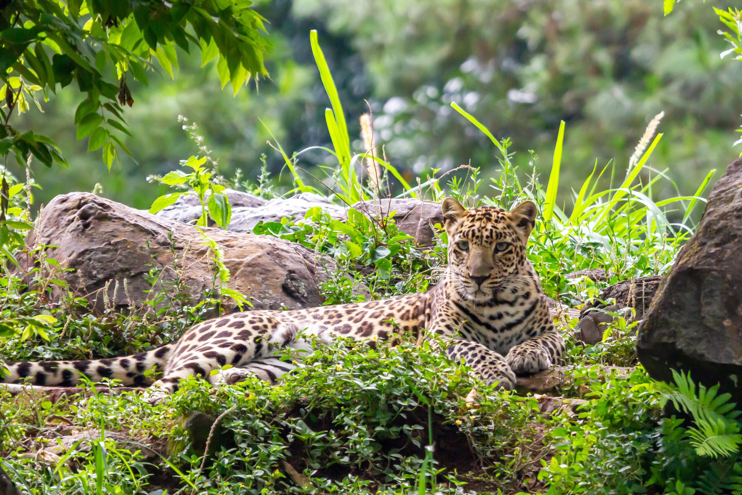 Managing International Leopard (Panthera pardus) Trophy Hunting Quotas Amidst Uncertainty