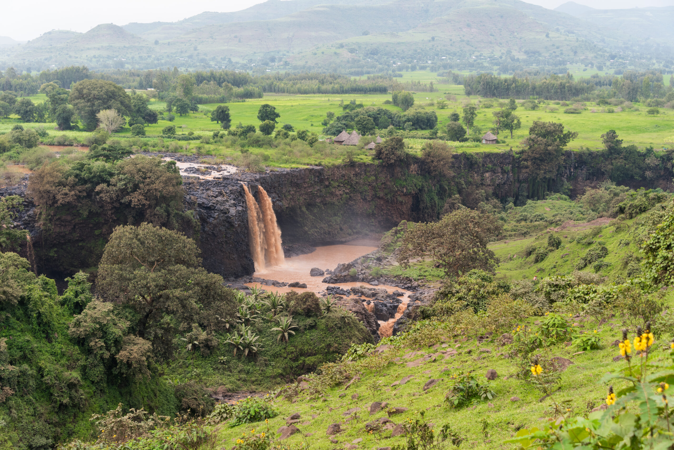 Active Management Key to Forest Conservation: Lessons from Ethiopia’s Southern Highlands