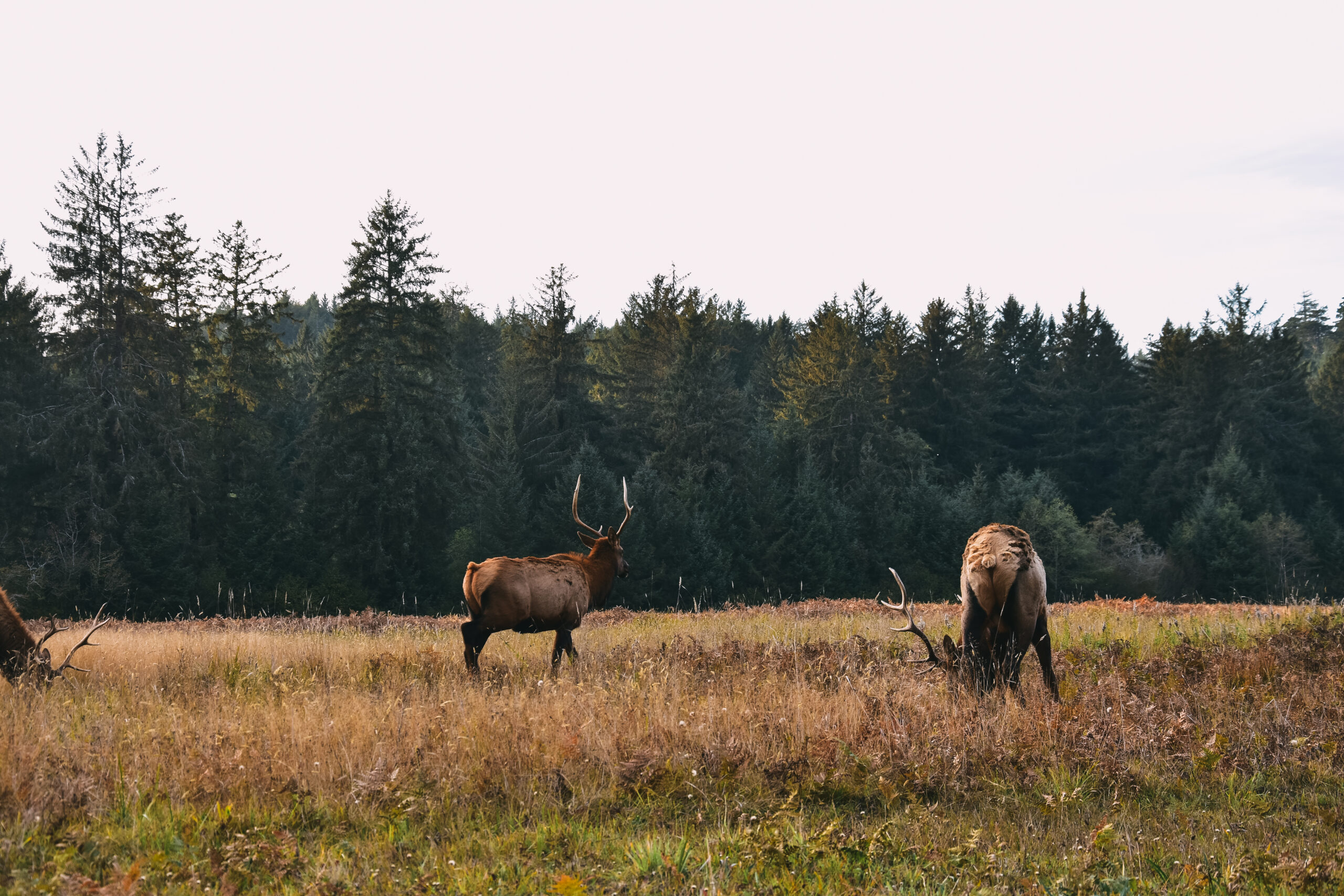 Compassionate Conservation vs. Ecological Reality: Balancing Ethics and Biodiversity