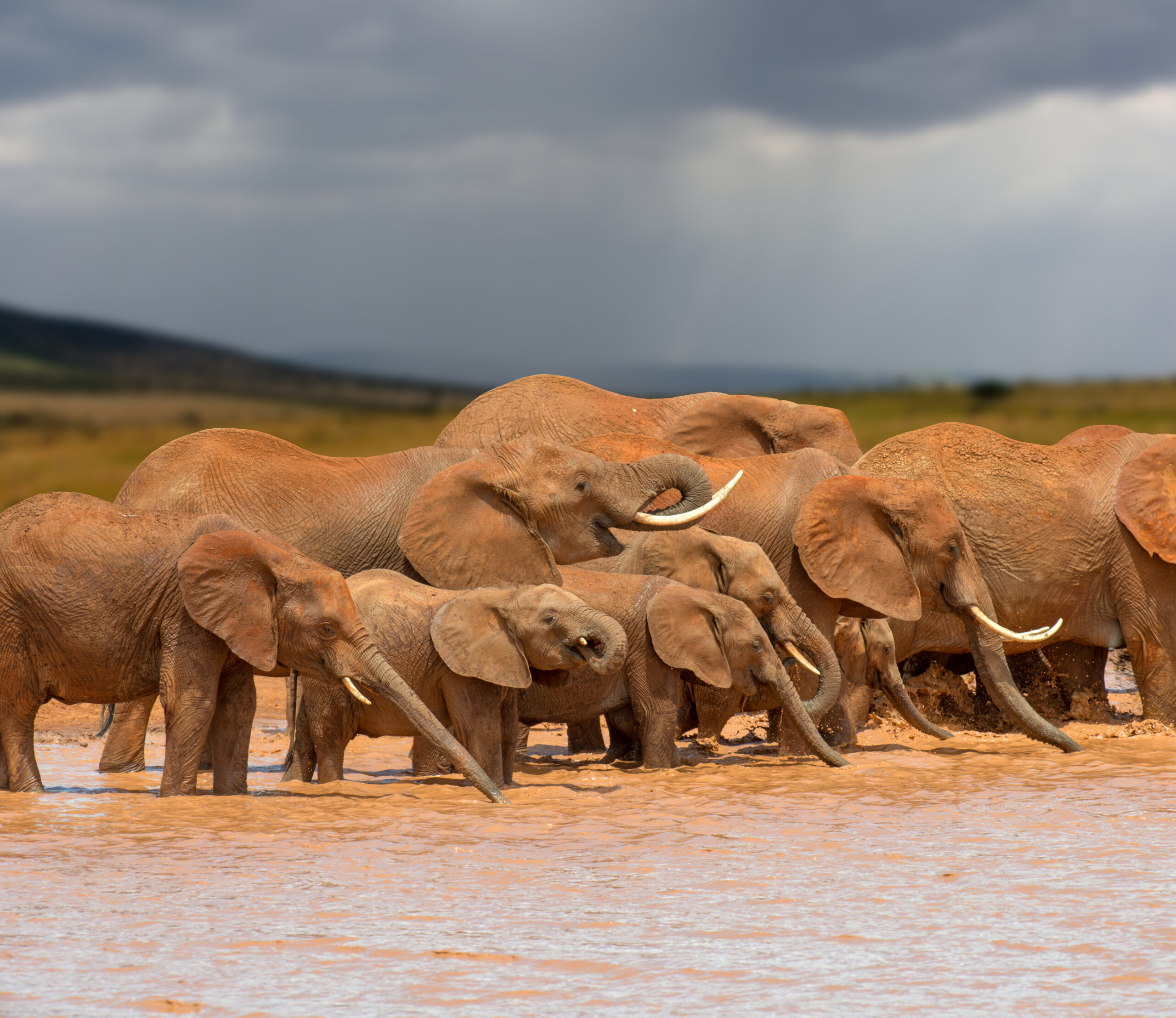 Too Many Elephants: A New Take on Conservation in Botswana