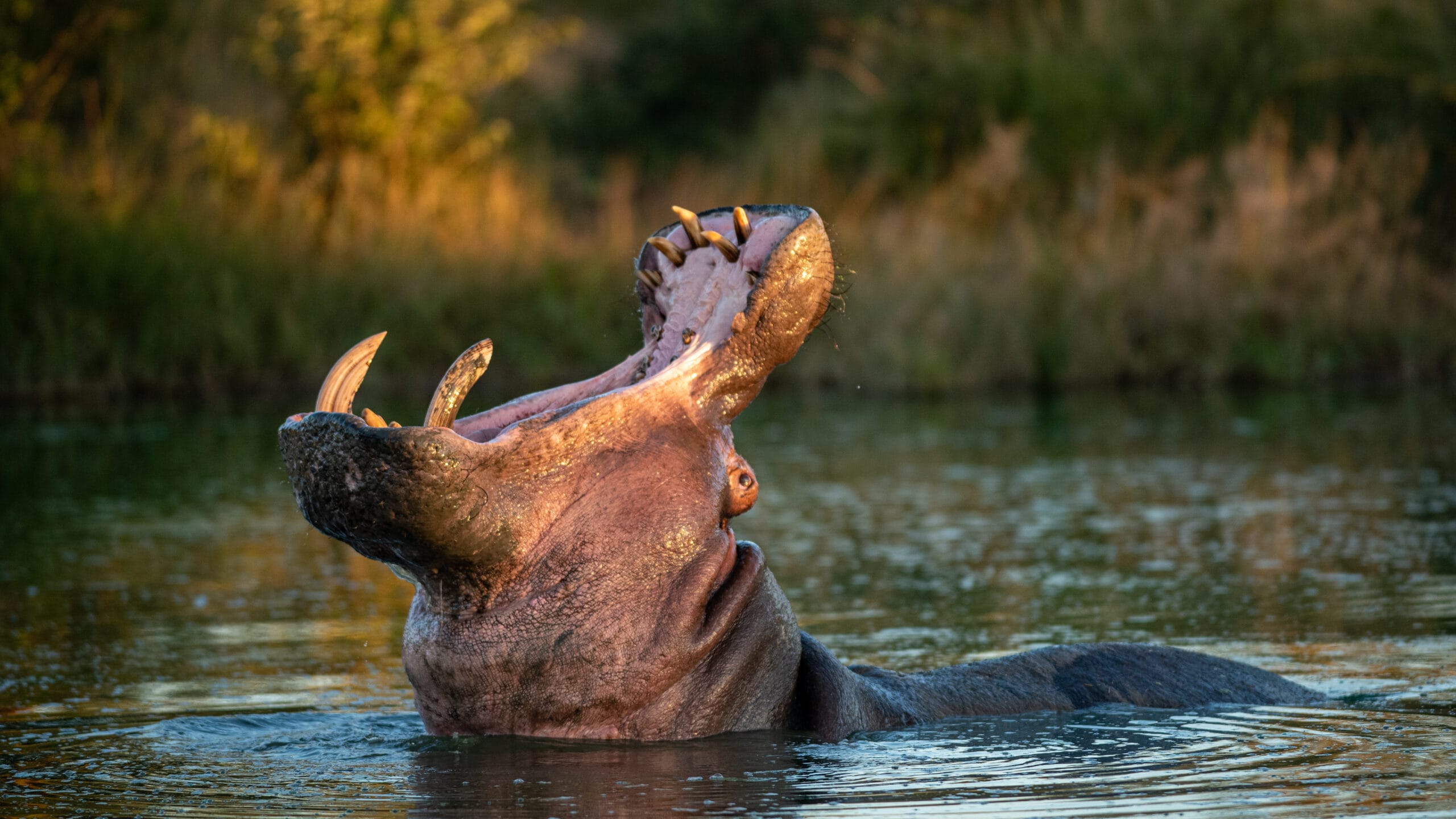 Hippo Decline and Protection in Zimbabwe