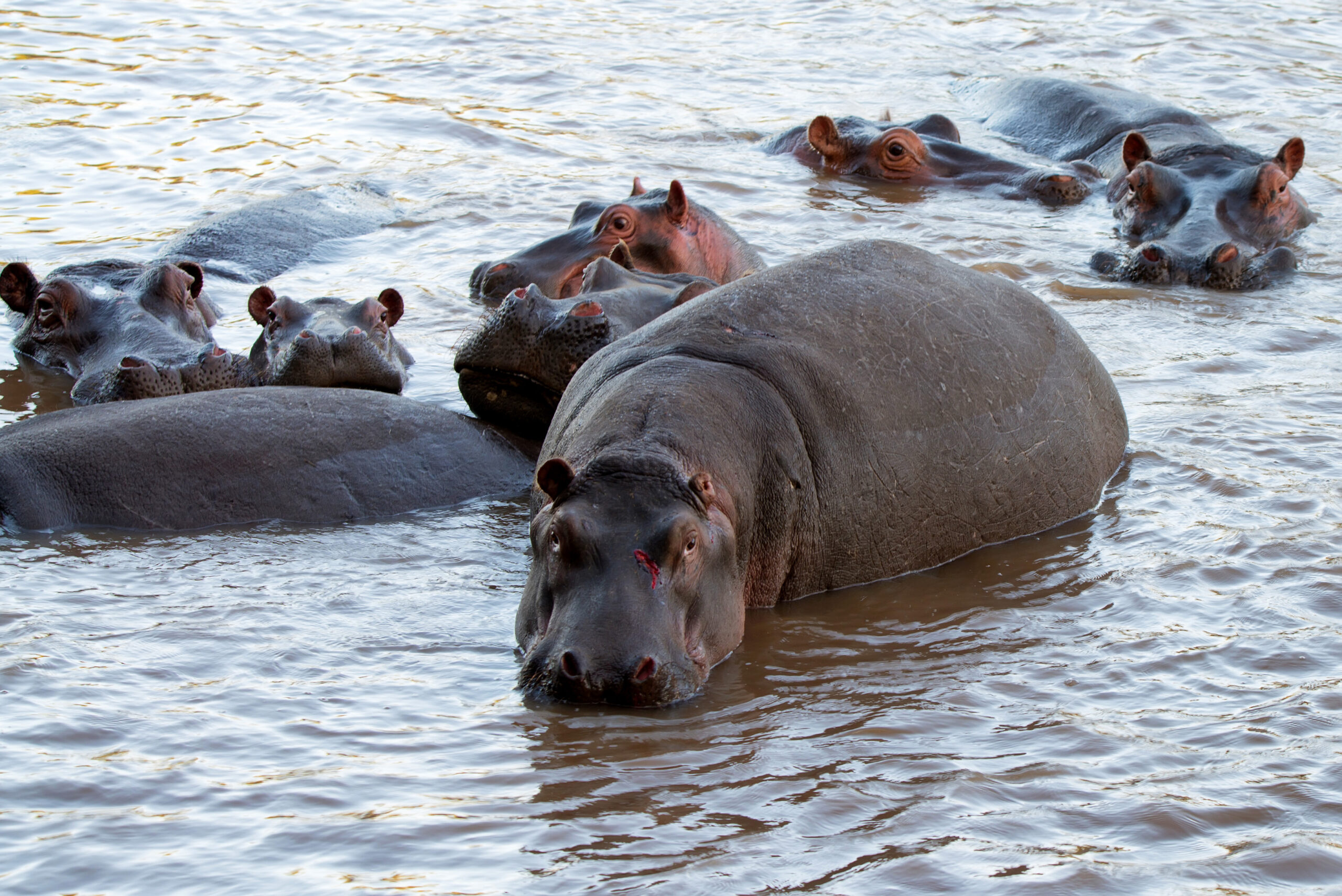 Hippo Decline and Protection in Zimbabwe