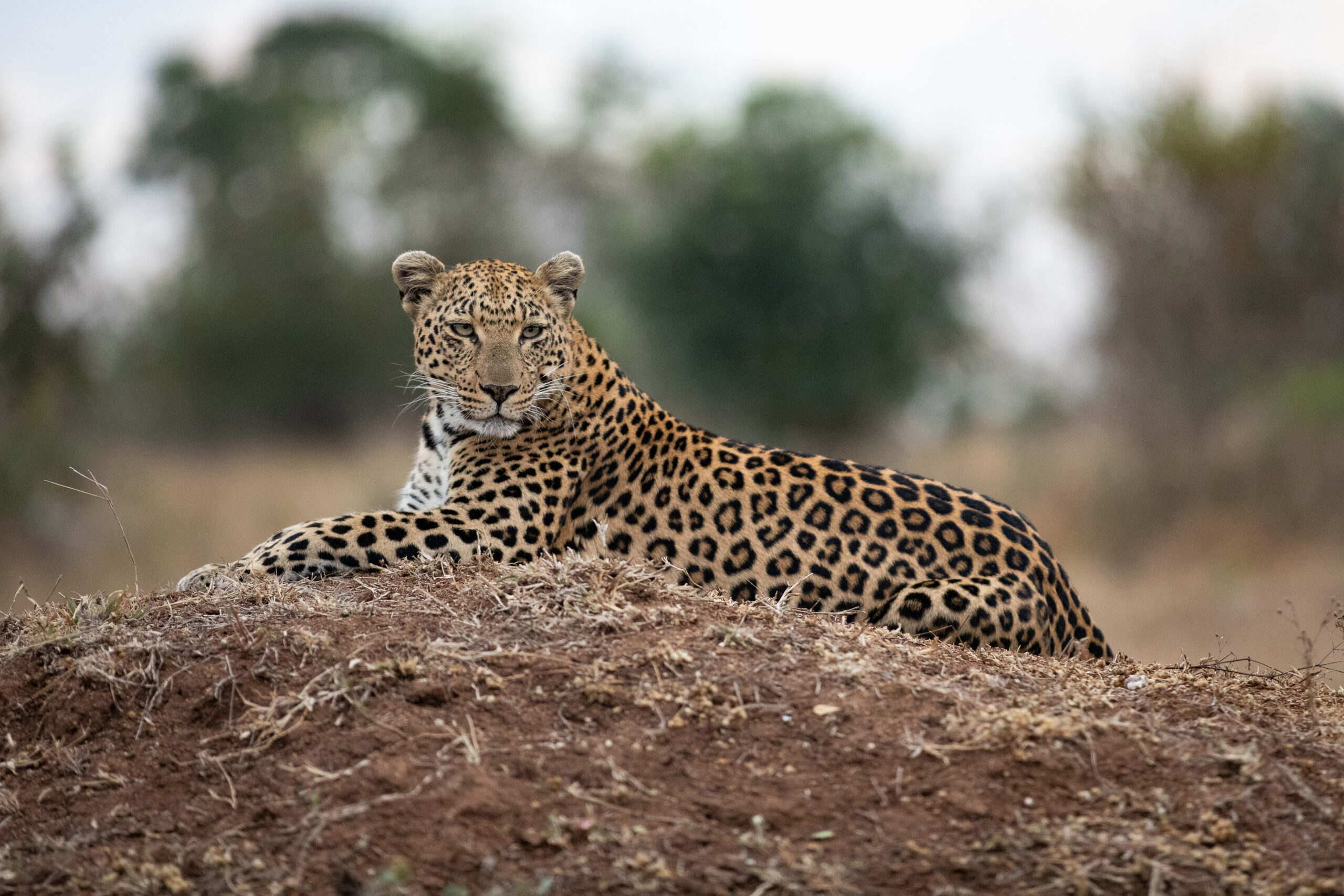 Leopard Conservation in Africa’s Largest TFCA: Habitat, Human Impact & Cross-Border Solutions