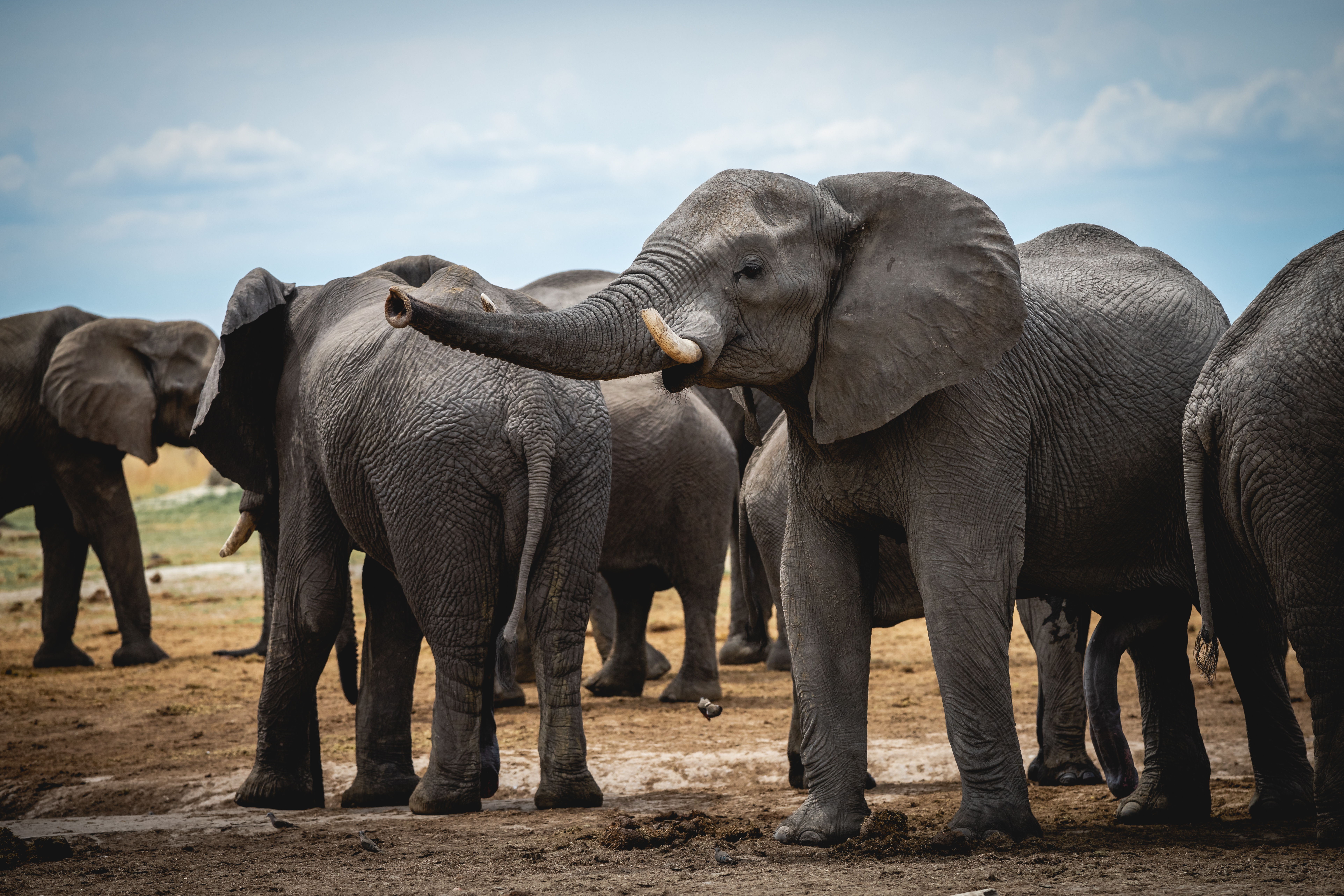 African Leaders Urge UK Celebrities to Rethink Anti-Hunting Campaigns and Support Community-Led Conservation