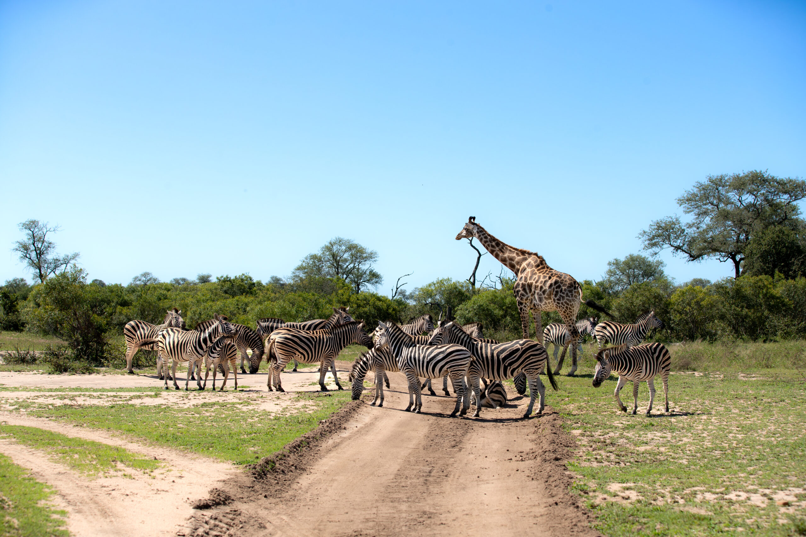 Media Misinformation Harms Conservation Efforts