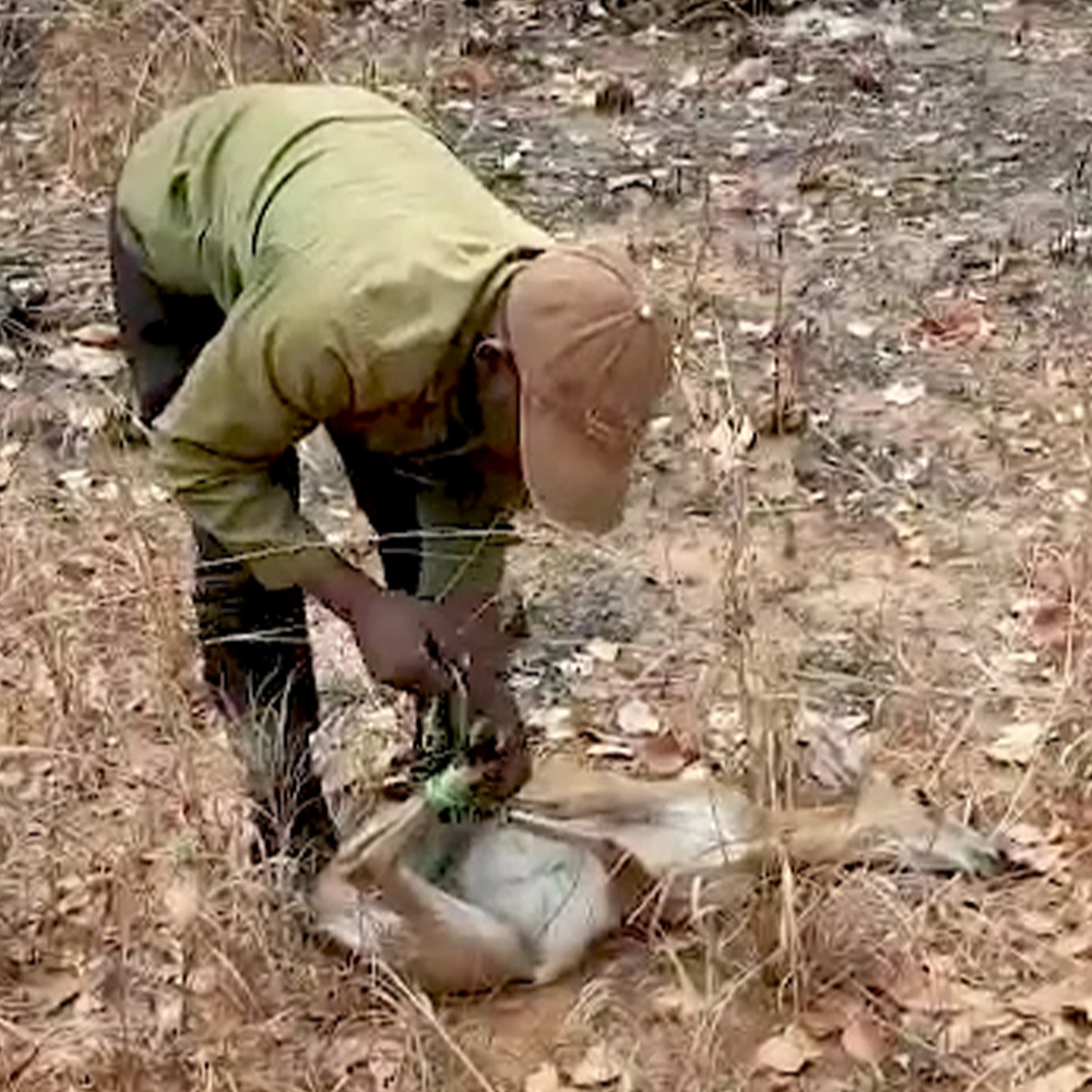 DUIKER SAVED