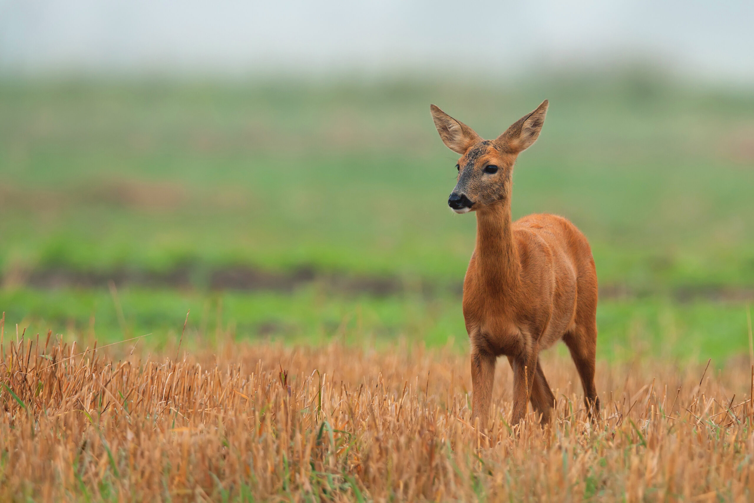 Context-Driven Management of Ungulate Overabundance in Europe