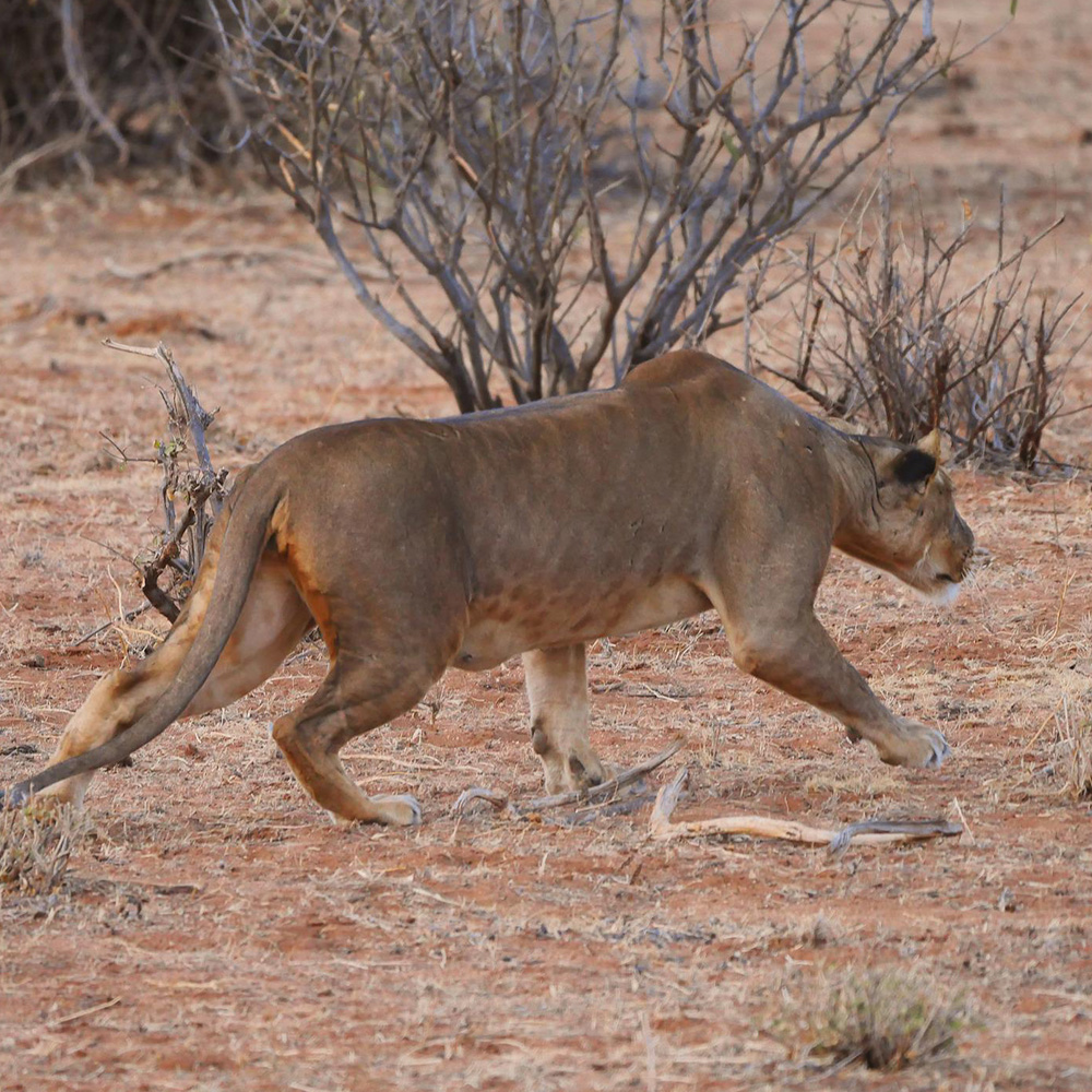Man-Eating Lion Spurs Urgent Hunt to Protect Community Safety