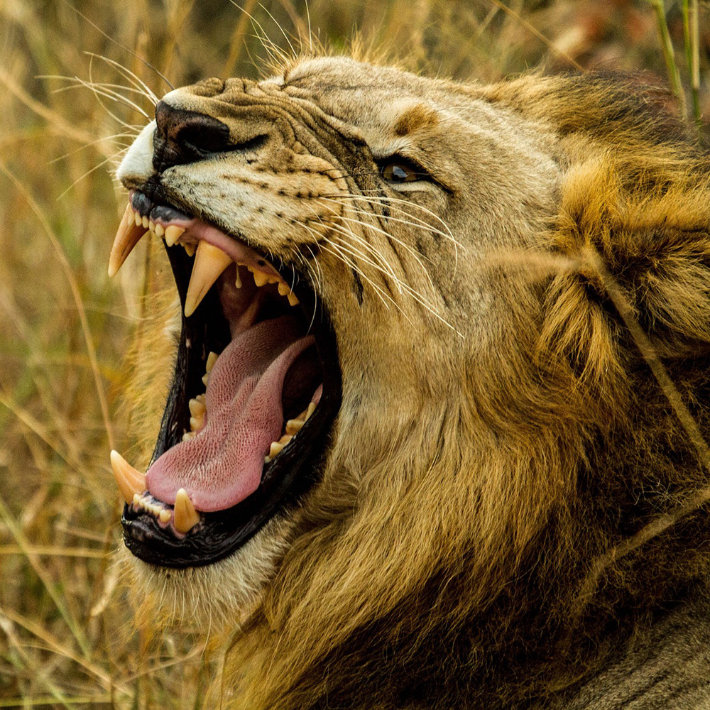 Lions in Africa: Human-Wildlife Conflict Is Real