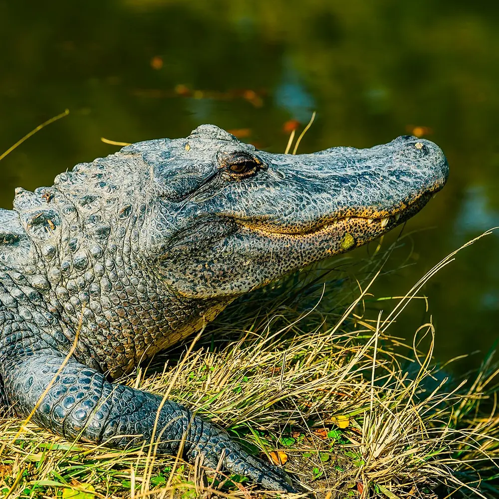California’s Ban on Alligator Products: Ignoring Conservation Success for Politics and Perception