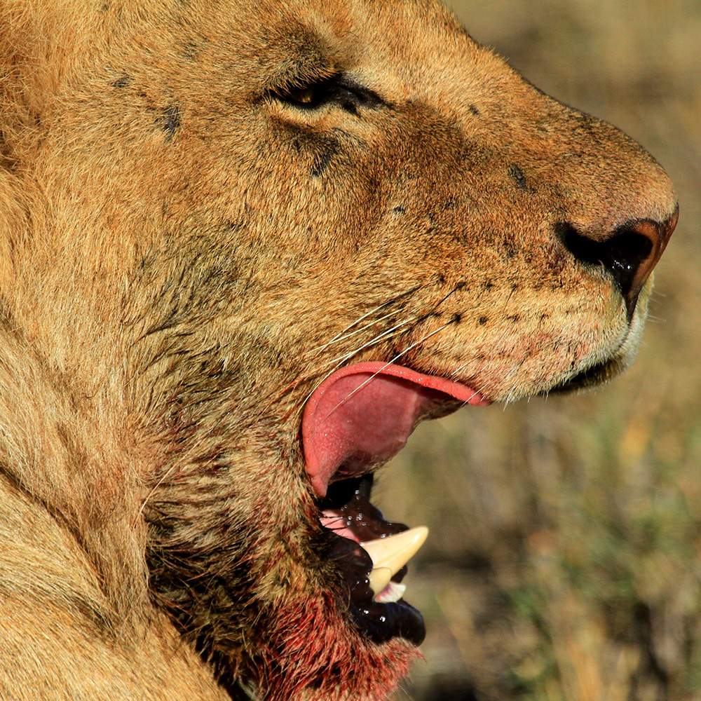 Man-Eating Lions: How Should We Respond to Human-Wildlife Conflict?
