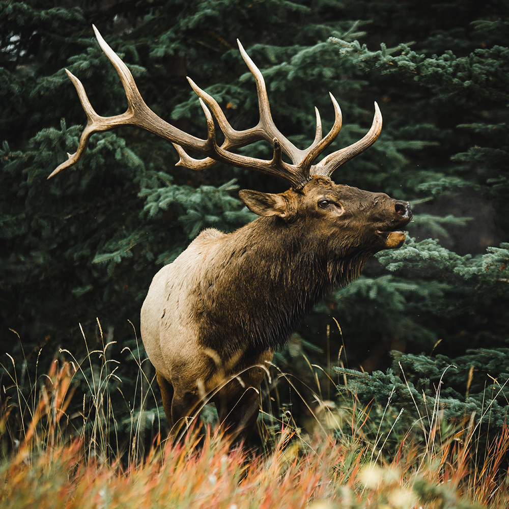 Unpacking the Backlash Over Arizona’s Governor’s Tag Elk Hunt