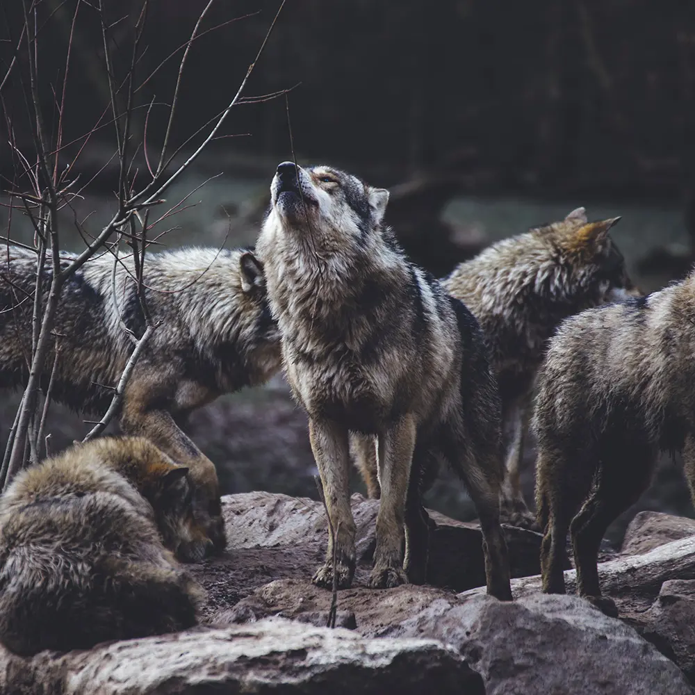 Gray Wolf Delisting: Balancing Recovery, Management, and Coexistence