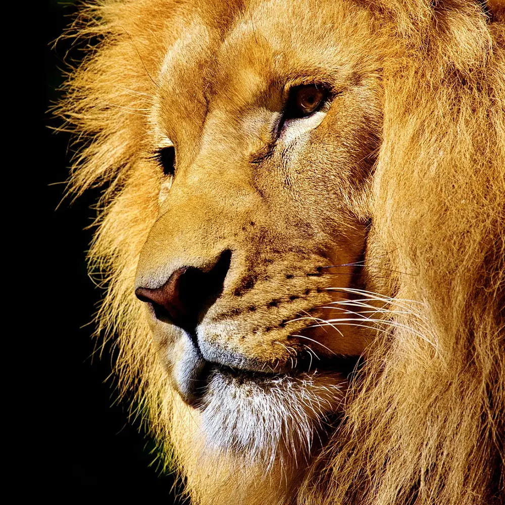 The Cecil Effect: Lion Hunting in Africa