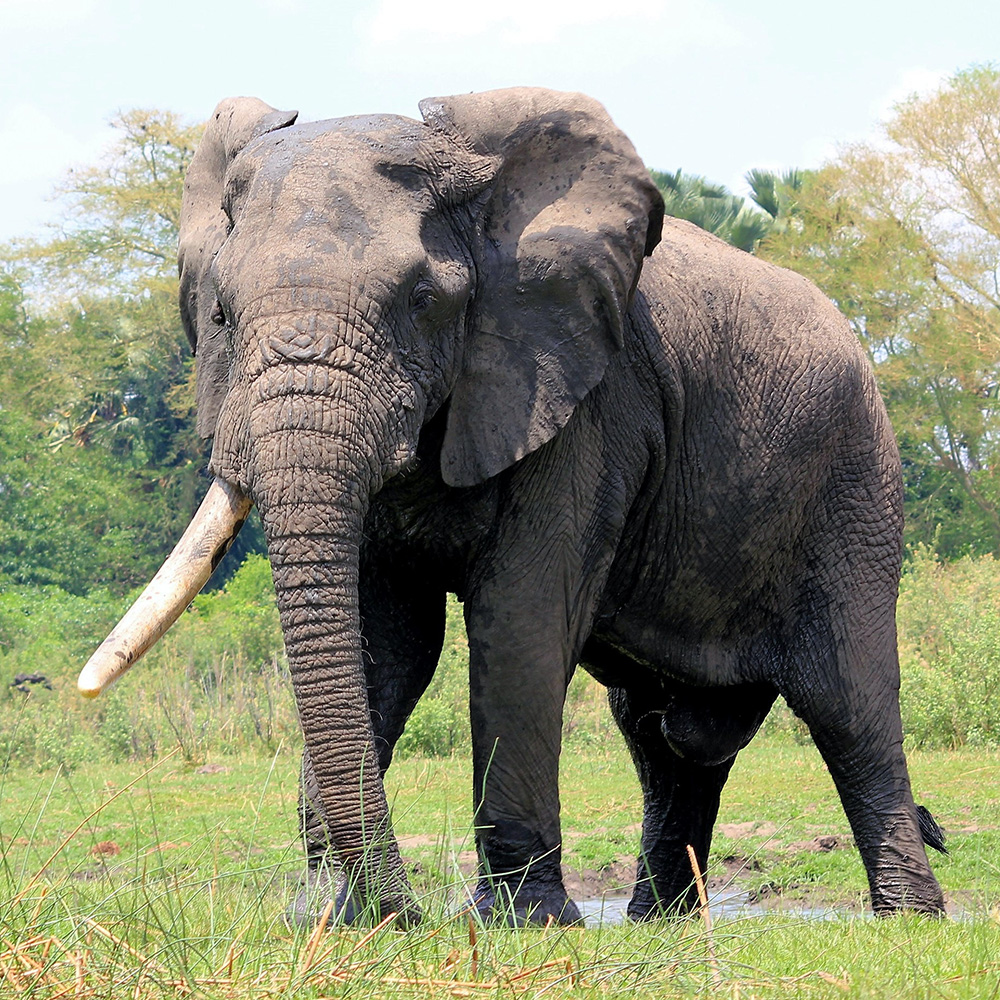 Proof in Action: How Hunters Sustain Anti-Poaching Efforts Even in Crisis