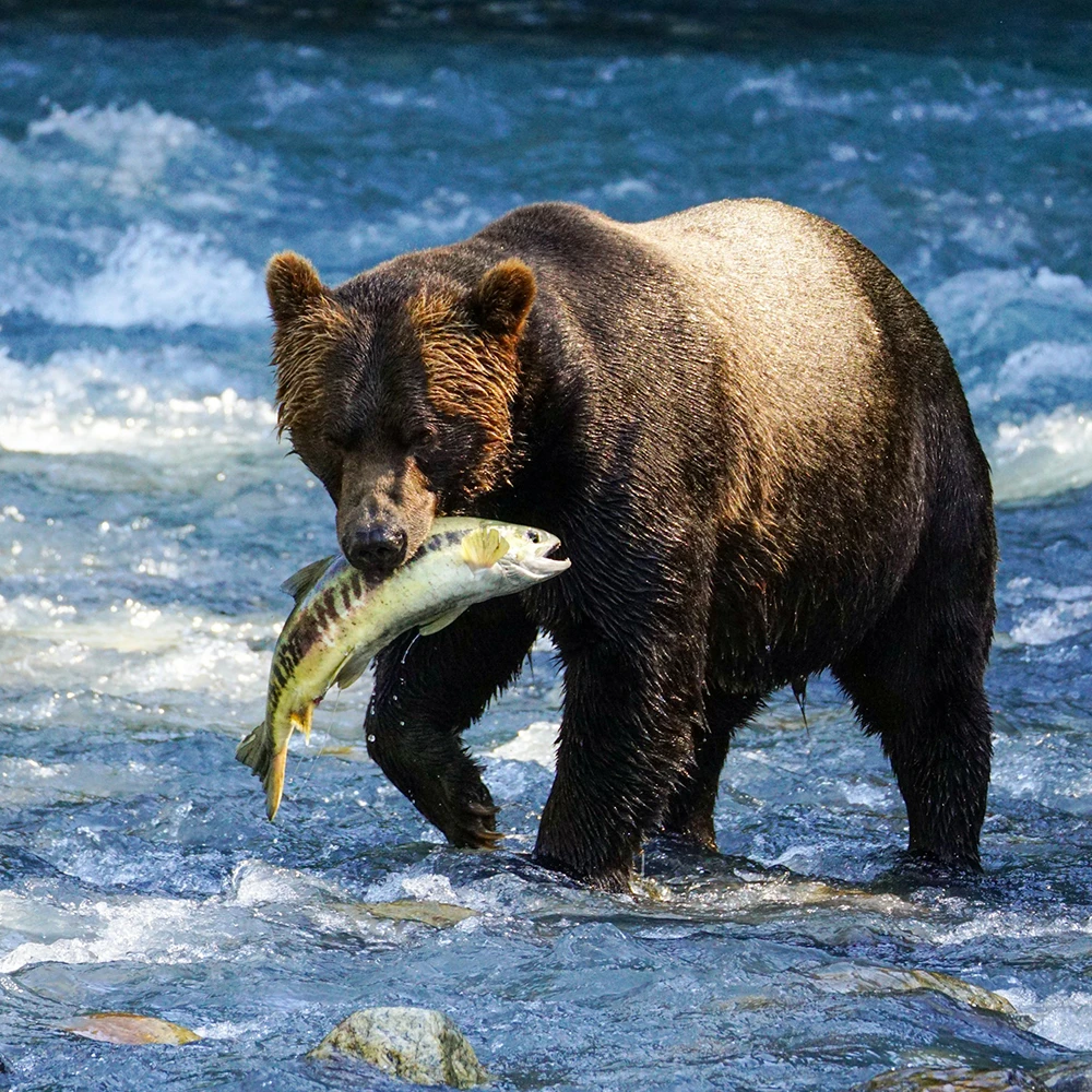 California is Proposing to Ban Bear Hunting