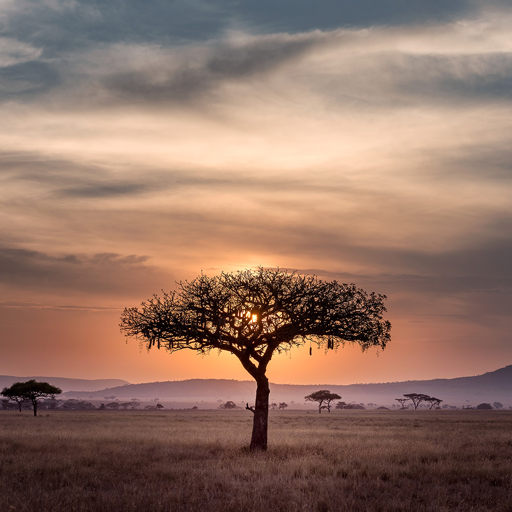 Ecosystem Decay Intensifies Biodiversity Loss