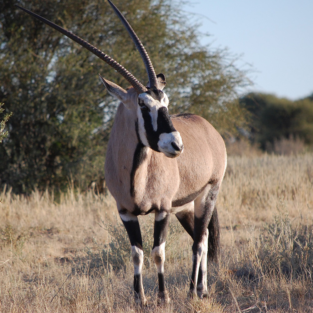 How Trophy Hunting Helps Protect Biodiversity: Scientific Proof from South Africa