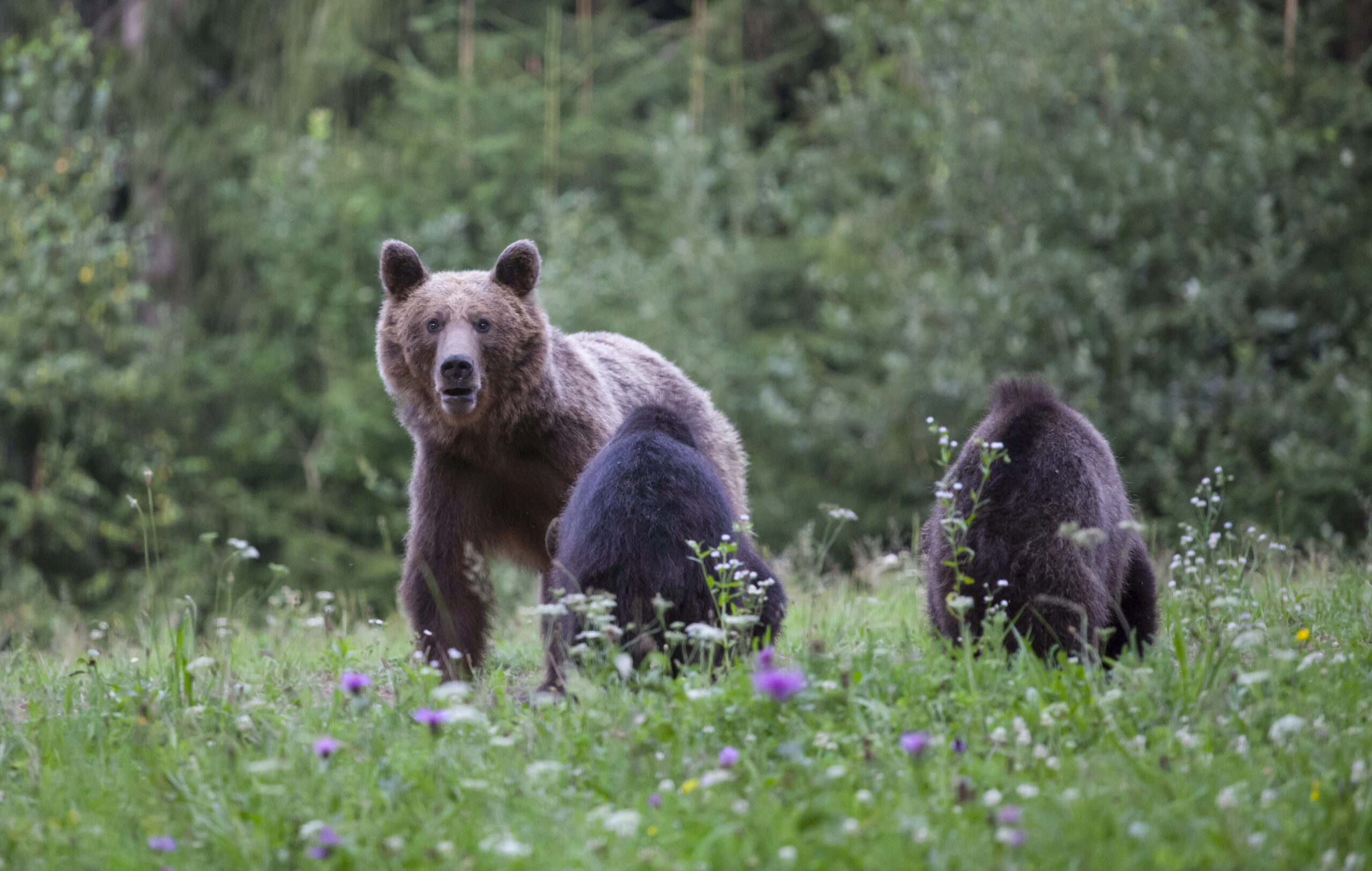 Bear Hunting Ban Proposed in California