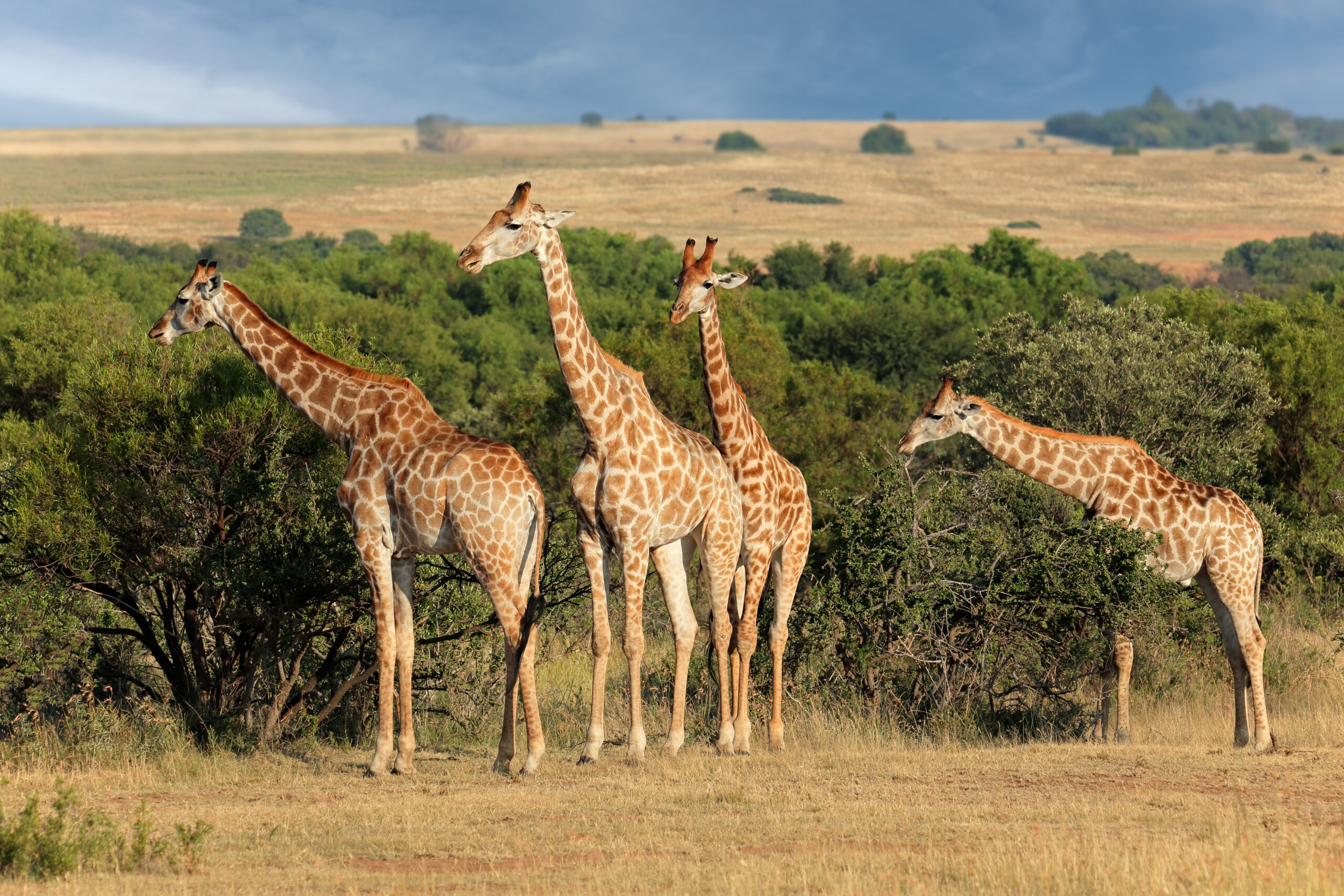 Connecticut Proposes Ban on Trophy Hunting Imports