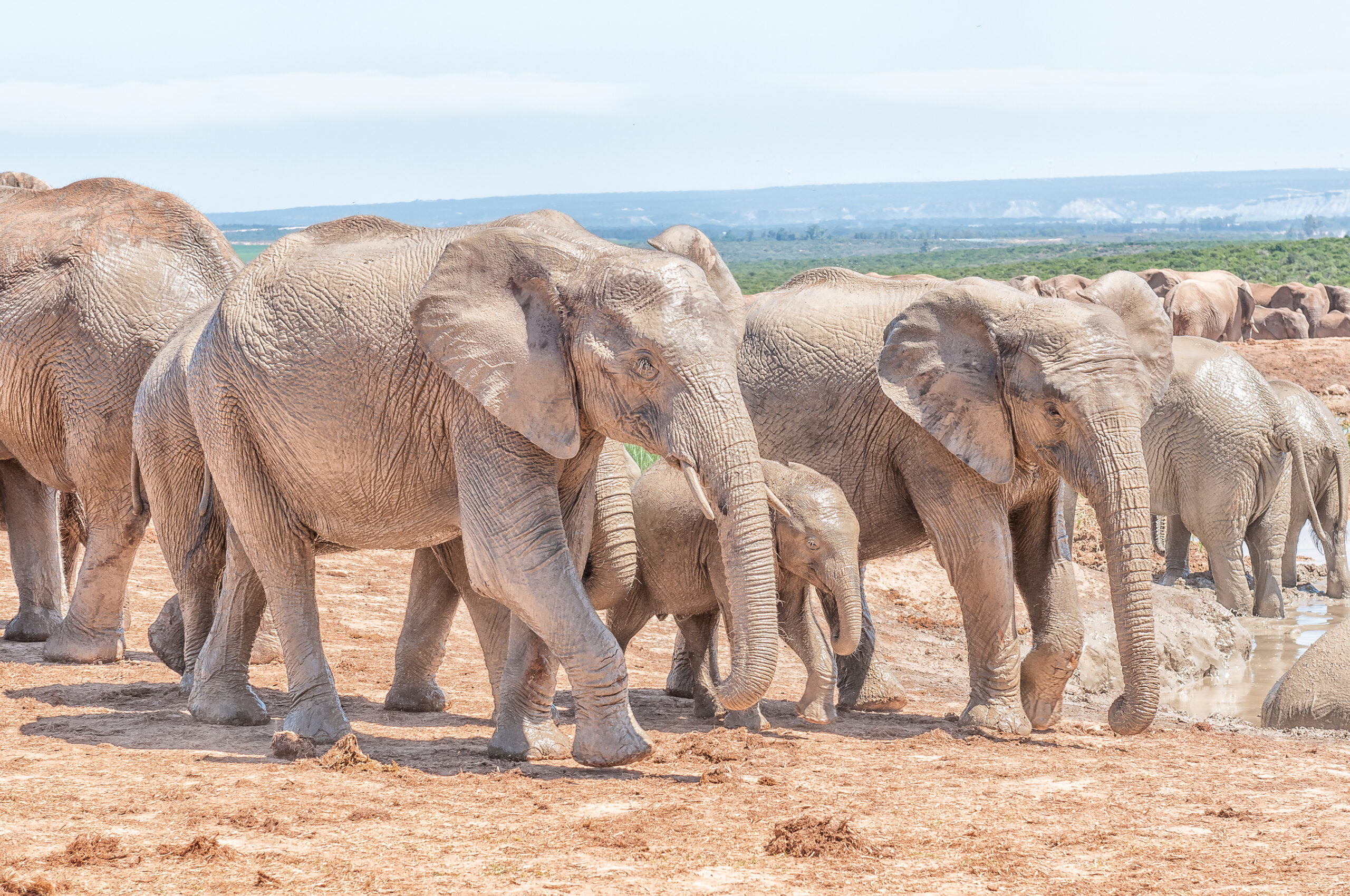 Trophy Hunting Misunderstood: A Call for Evidence-Based Conservation Dialogues