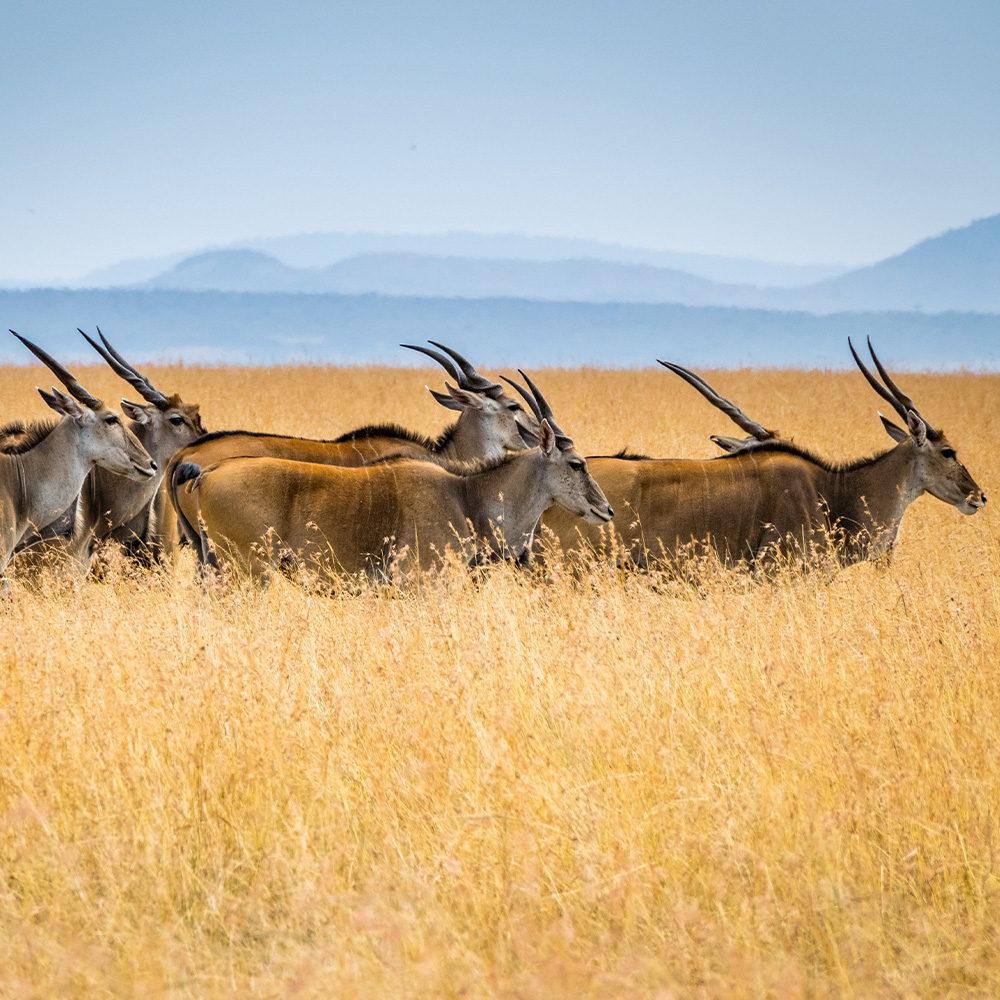 Economic Impact of Trophy Hunting in Africa