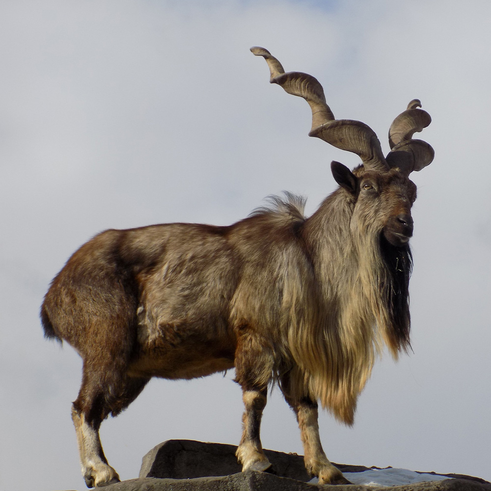 Positive Trends in Pakistan’s Markhor Populations and Community Benefits from Trophy Hunting