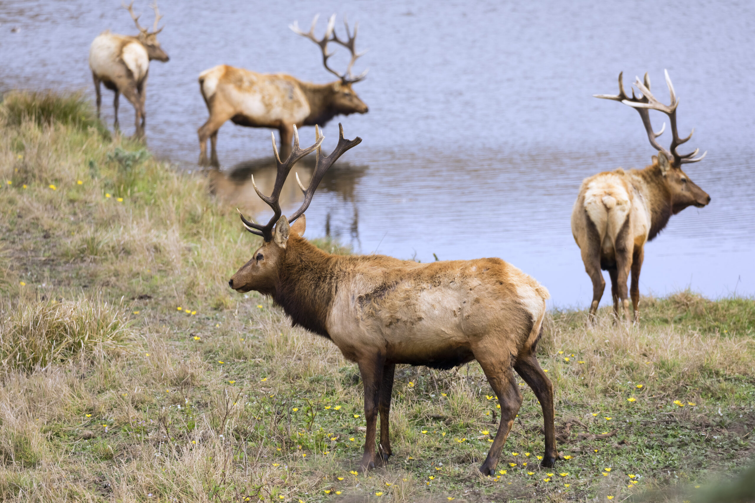 Is Recreational Hunting Sustainable? Exploring Its Impact on Wildlife Conservation and Community Benefits