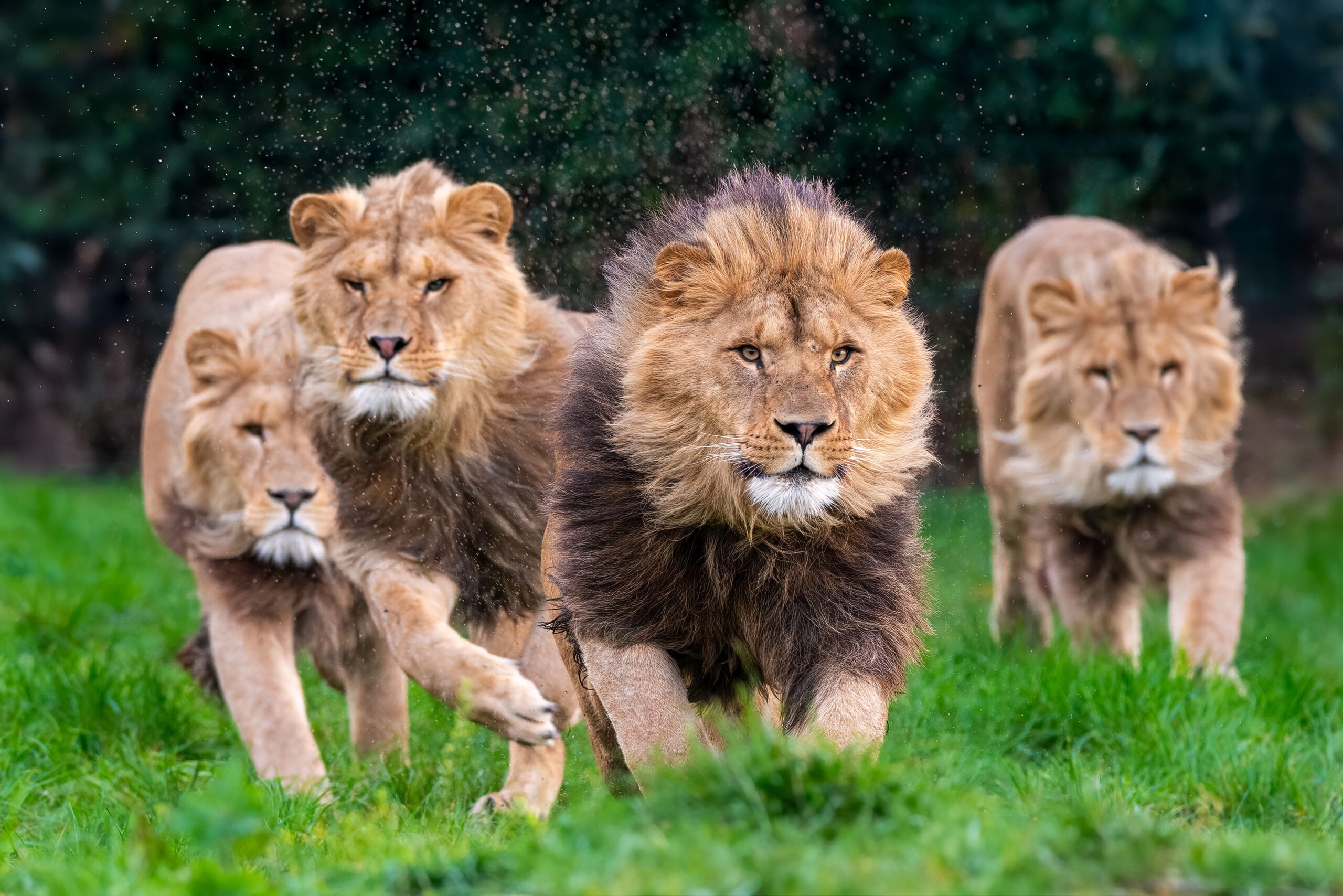 Trophy Hunting Protects Wildlife and Habitat