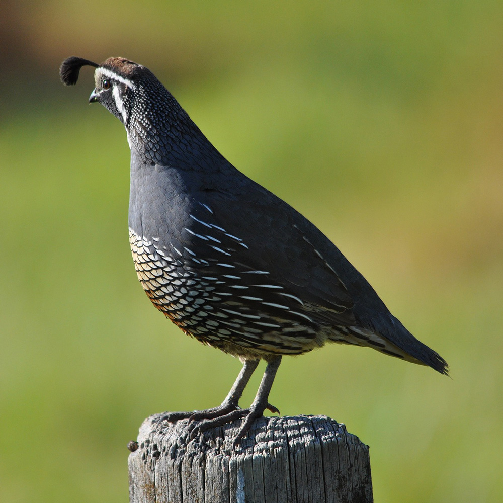 Quail Research in Oklahoma: Hunting is Conservation