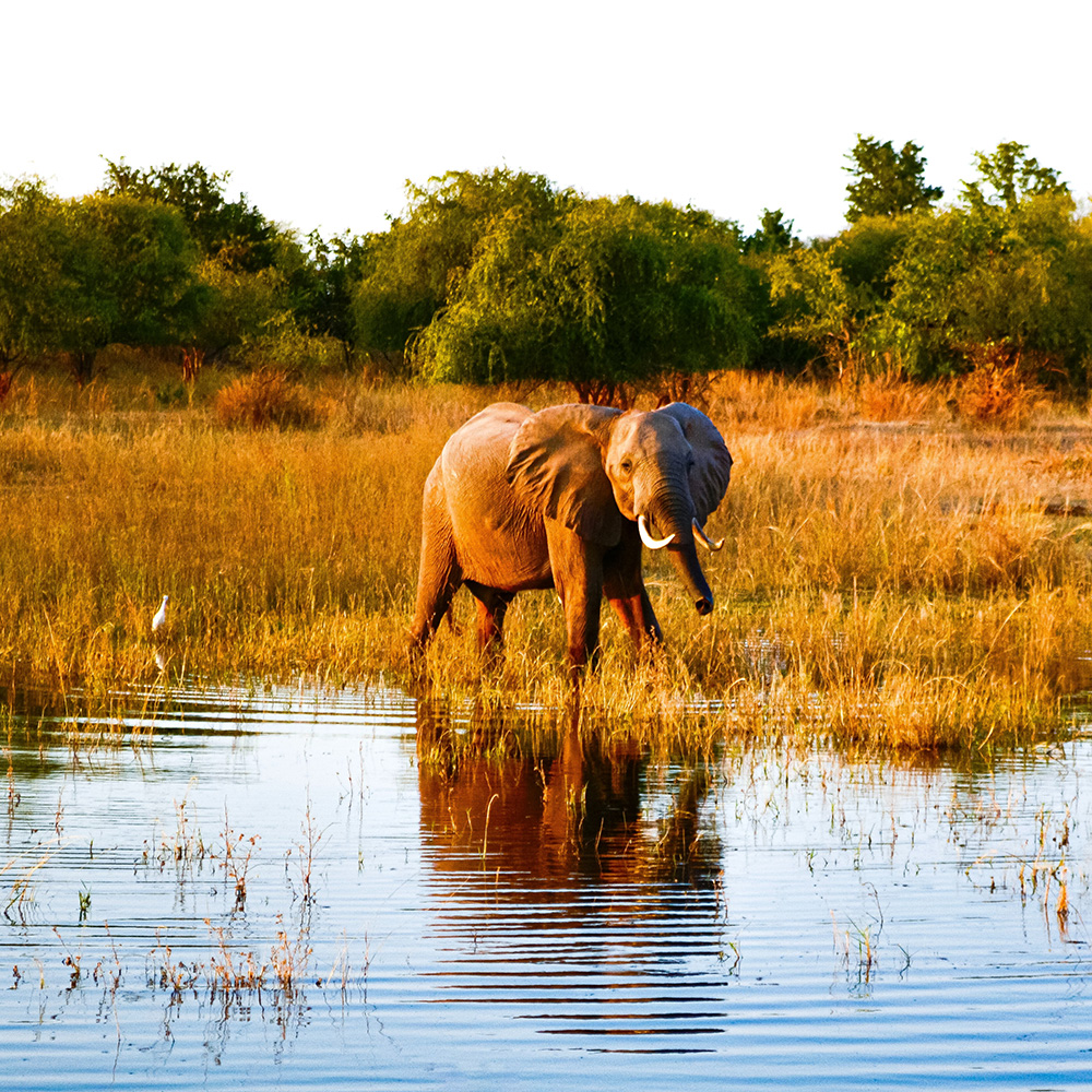 Zimbabwe Elephant Poaching at a Low: Hunters are Conservationists