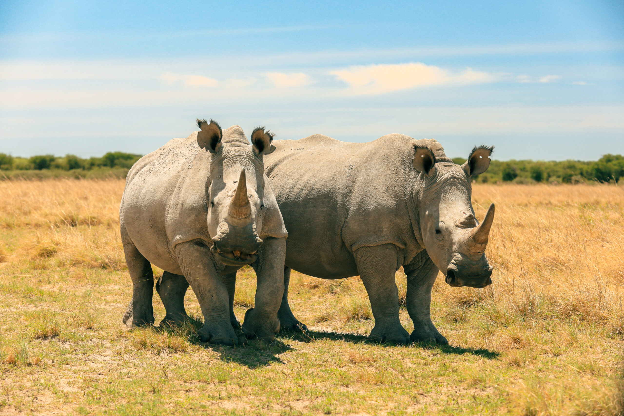 Reforming CITES: Enhancing Species Listings Through Impact Assessment and Community Engagement