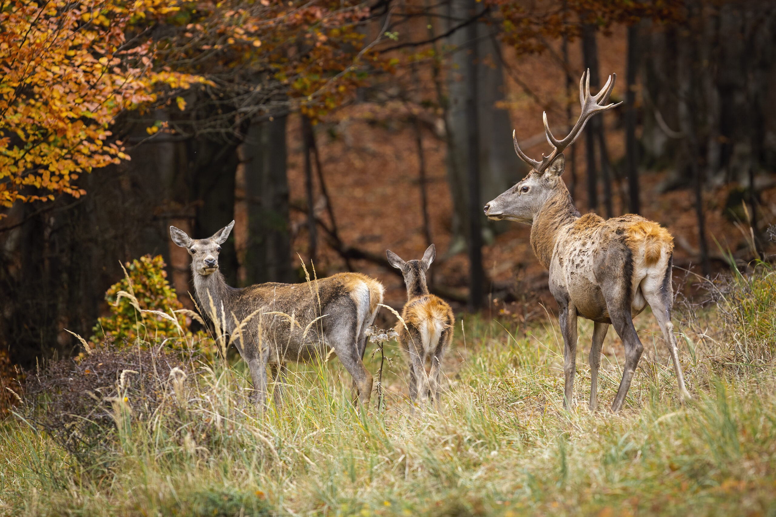 Evolving Funding for Wildlife Conservation: The Shifting Role of Non-Hunters in Pittman-Robertson Revenues