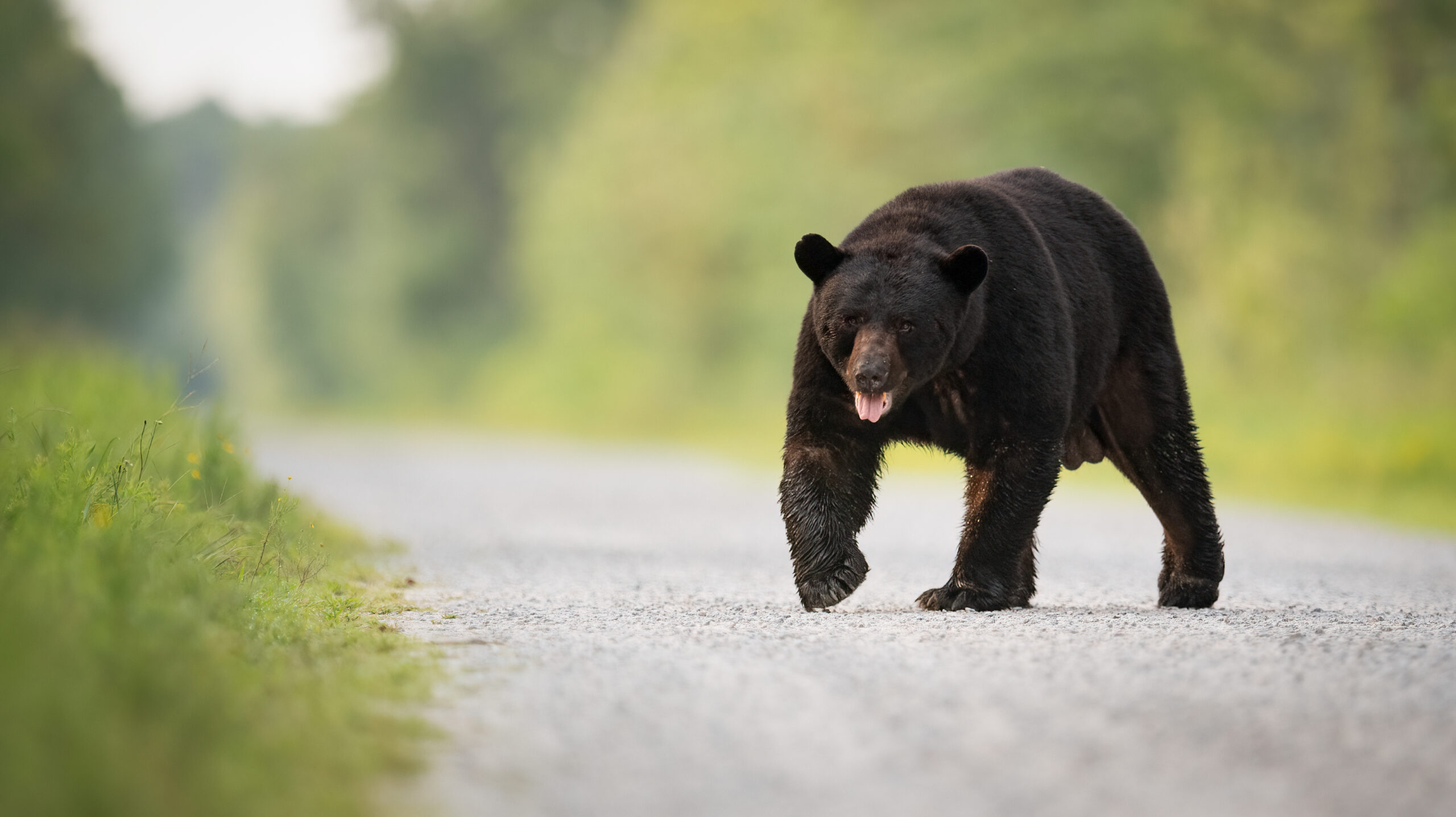 How Science-Based Strategies Help People and Bears Coexist