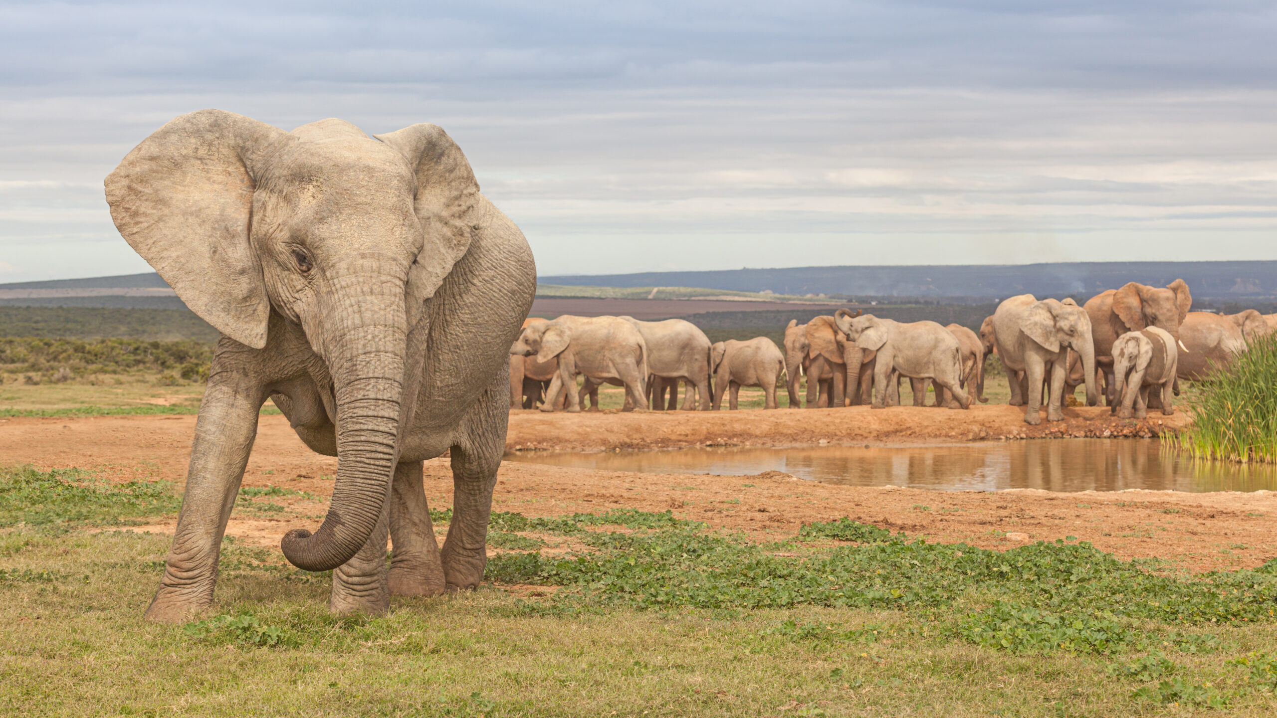 Why Protected Areas Alone Aren’t Saving Central Africa’s Wildlife