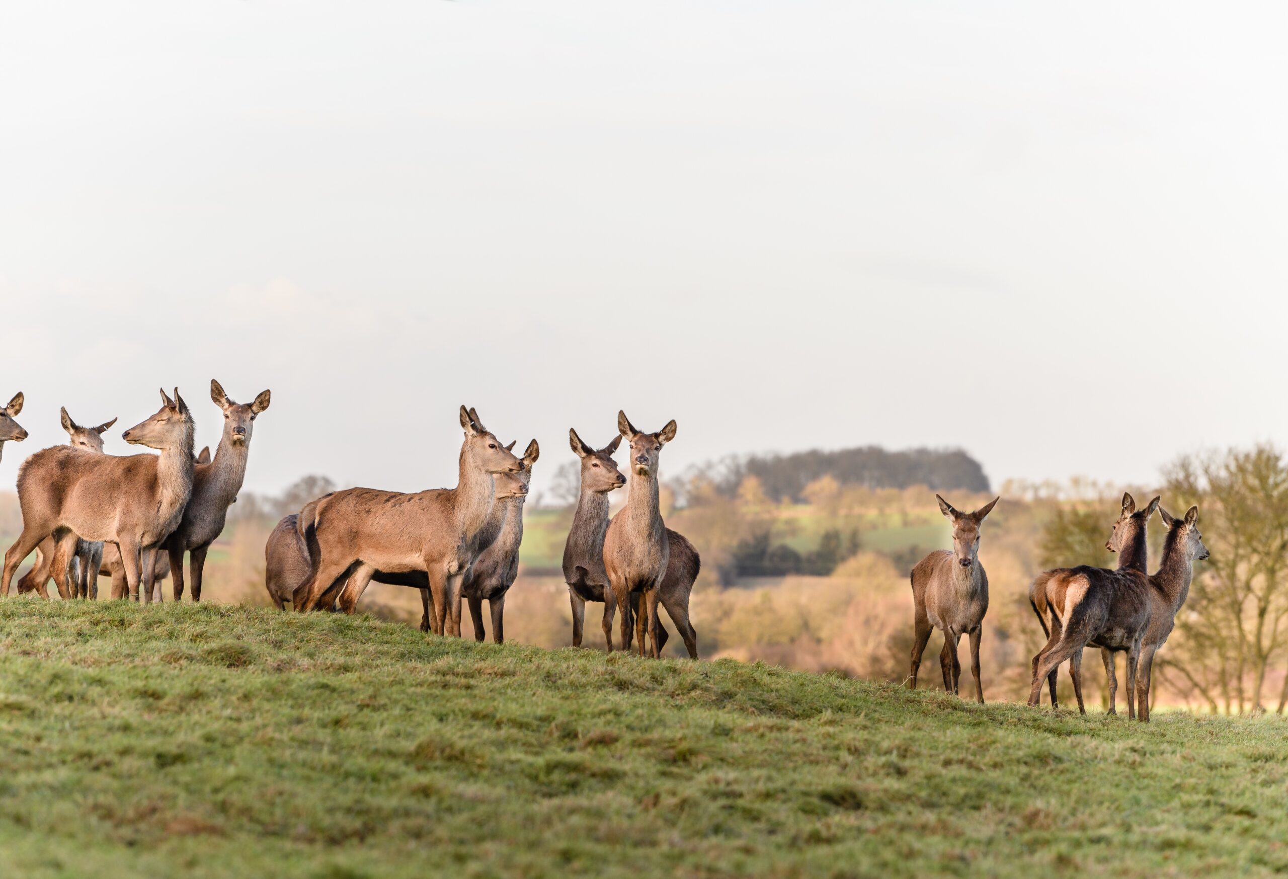 Scotland’s Deer Crisis: How Regulated Hunting Supports Conservation, Public Health, and Rural Livelihoods