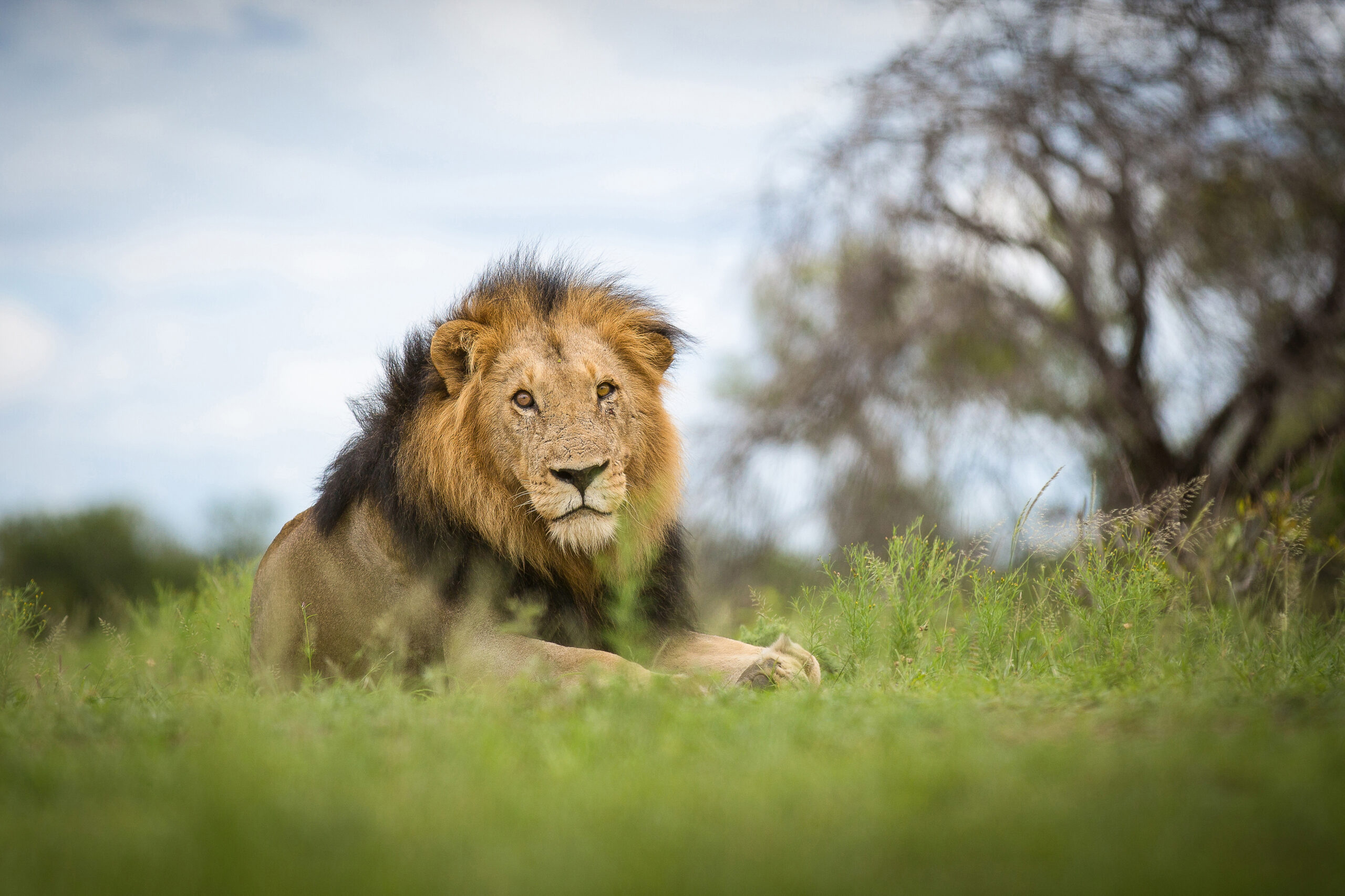 The Cost of Clickbait: Trophy Hunting Misconceptions Explained