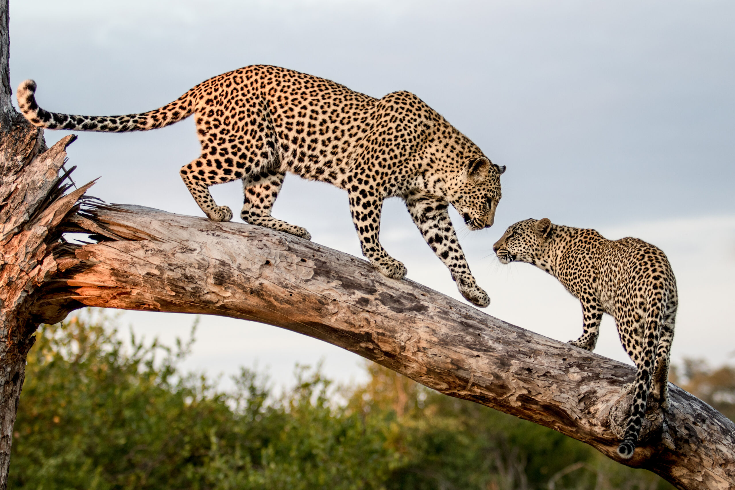 Evaluating Habitat Use and Human Impact on Large African Carnivores in Hunting Regions