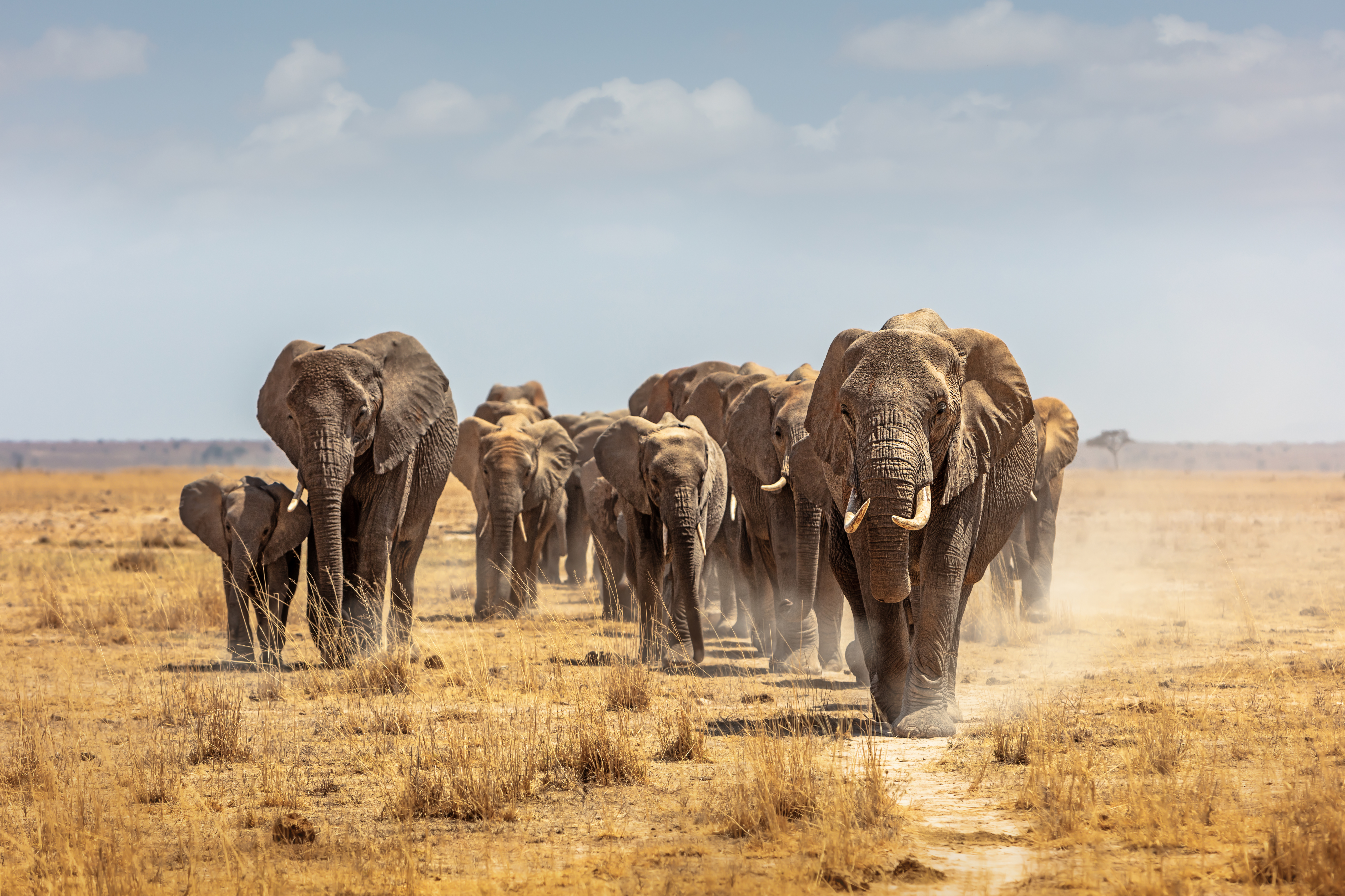 Toward Unity in Conservation: Key Takeaways from the 2022 African Elephant Conference